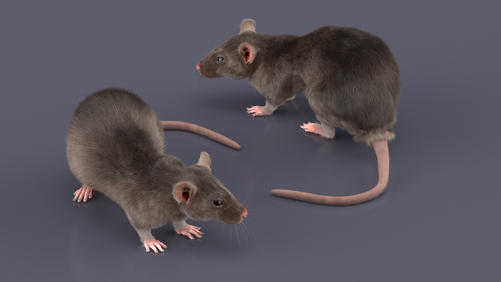 Long Tailed Rat with Fur 3D model