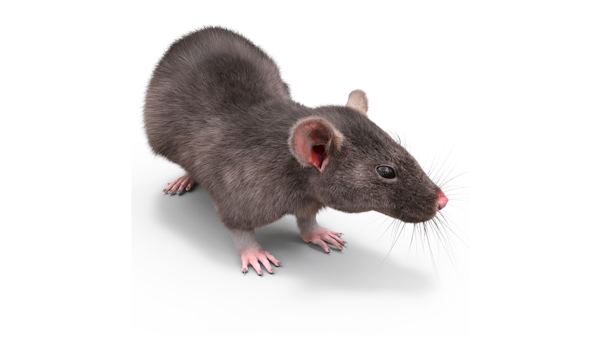 Long Tailed Rat with Fur 3D model