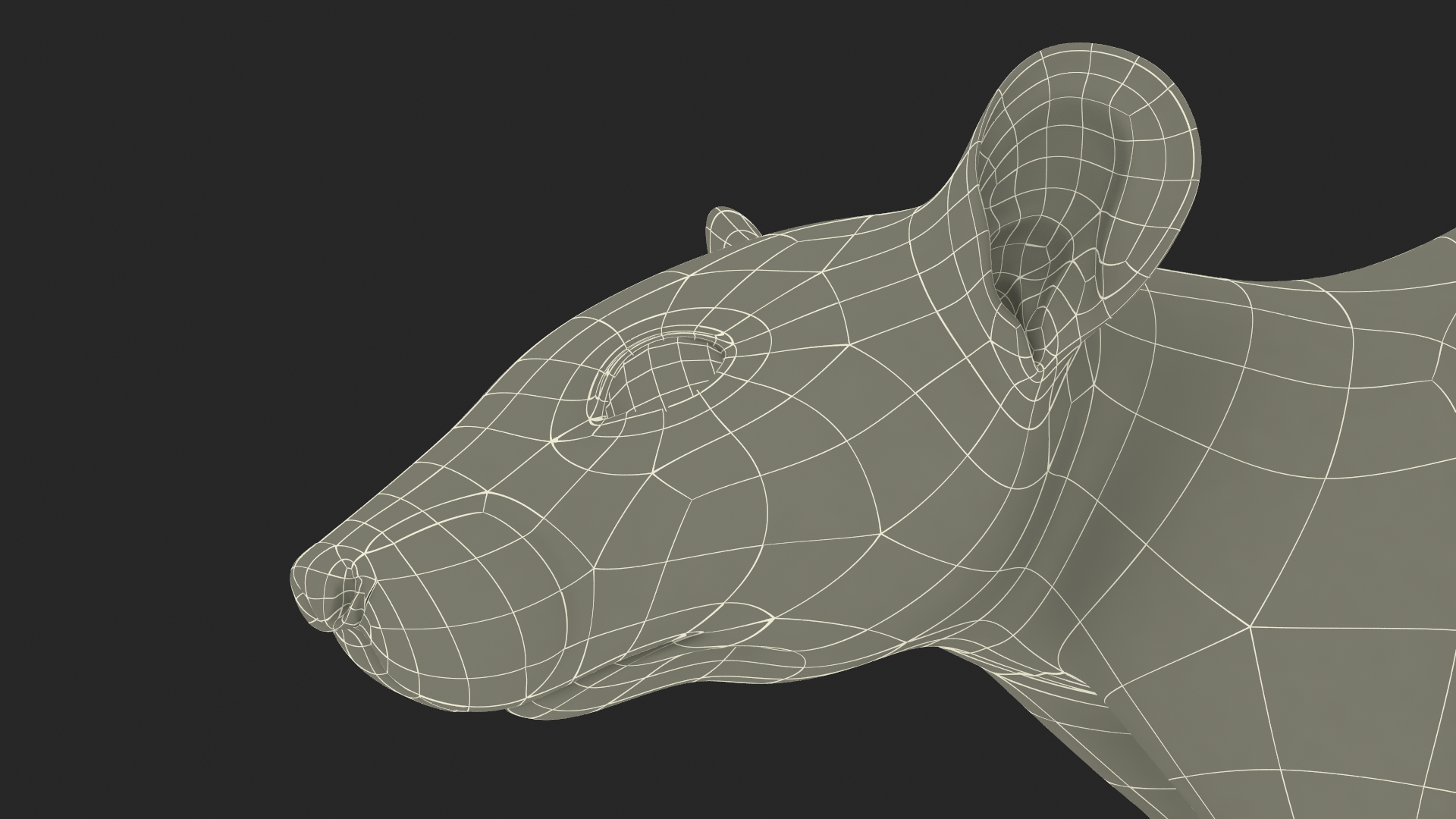 Long Tailed Rat with Fur 3D model