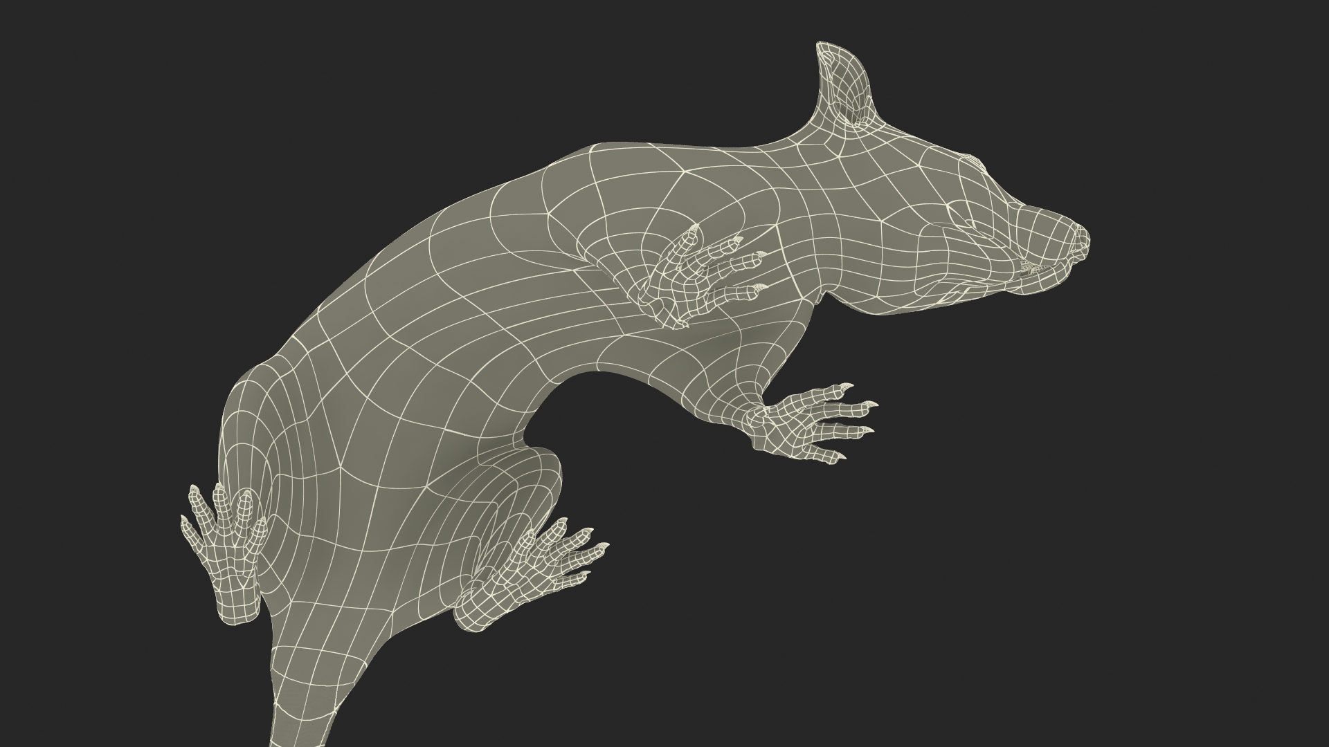 Long Tailed Rat with Fur 3D model