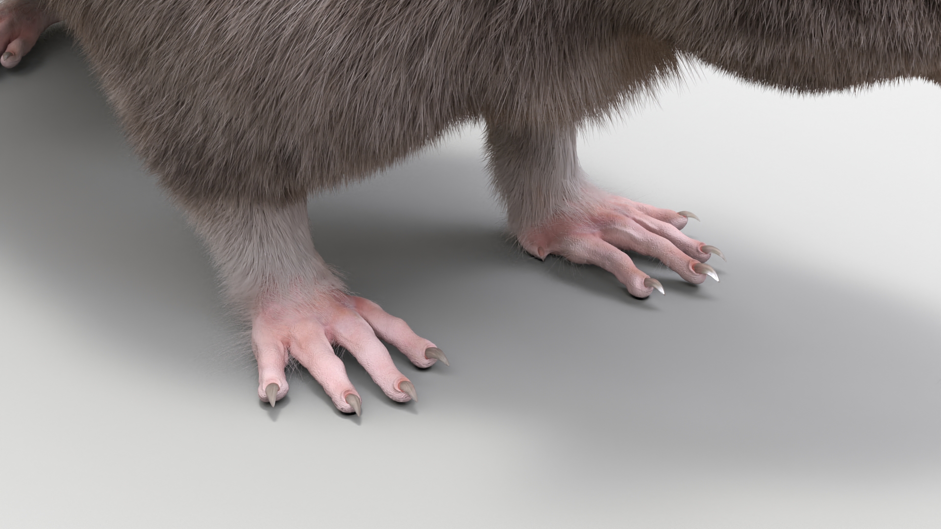 Long Tailed Rat with Fur 3D model