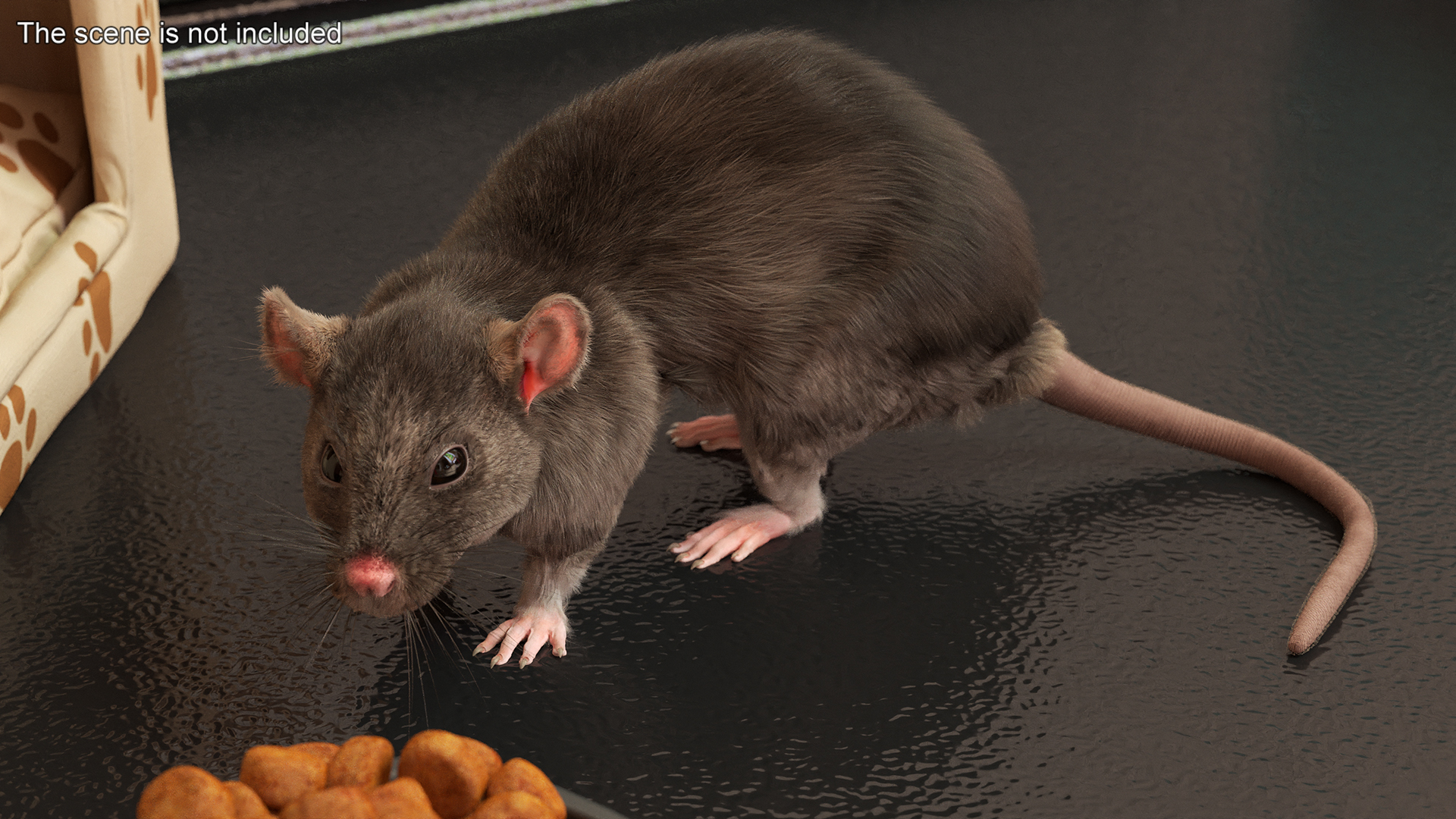 Long Tailed Rat with Fur 3D model