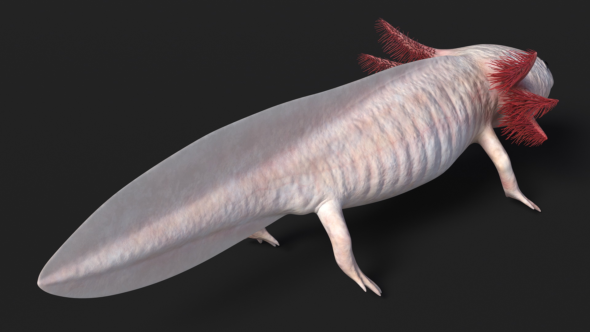 3D Albino Melanoid Axolotl model