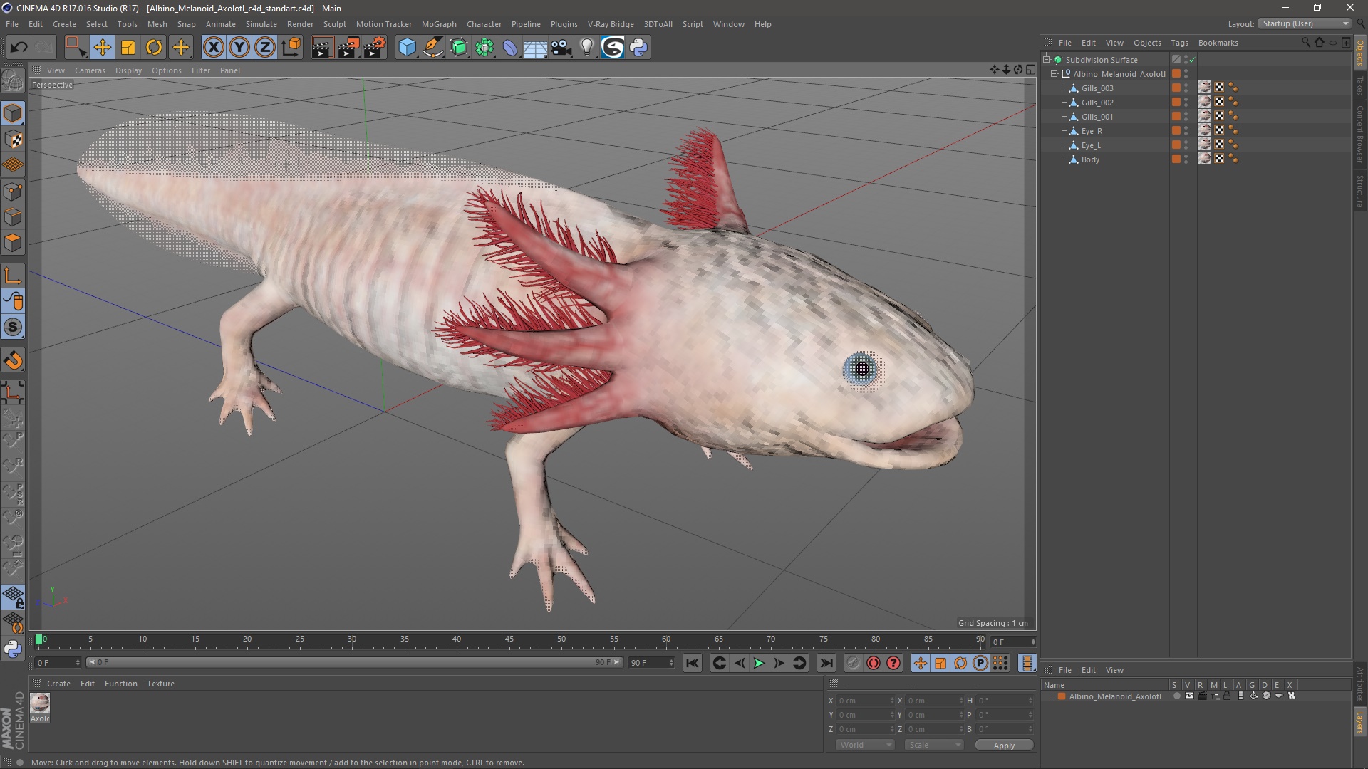 3D Albino Melanoid Axolotl model