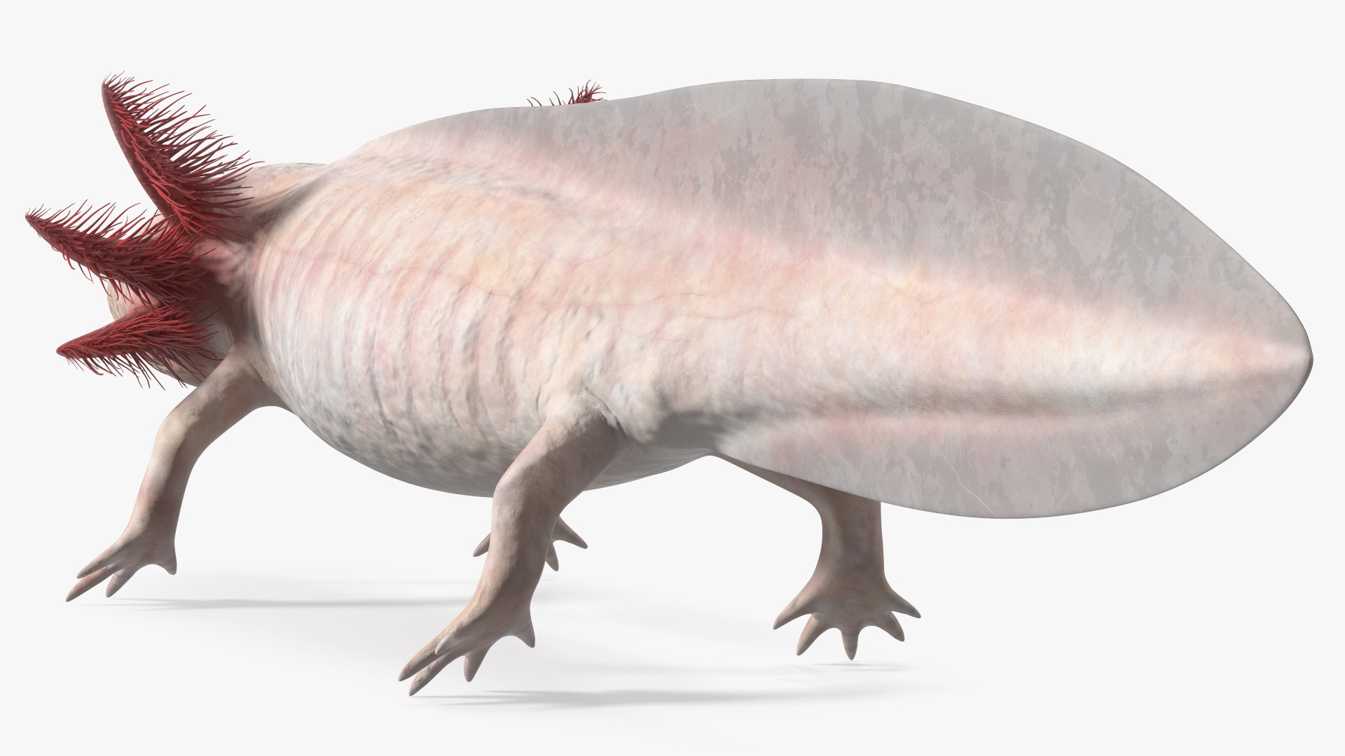 3D Albino Melanoid Axolotl model