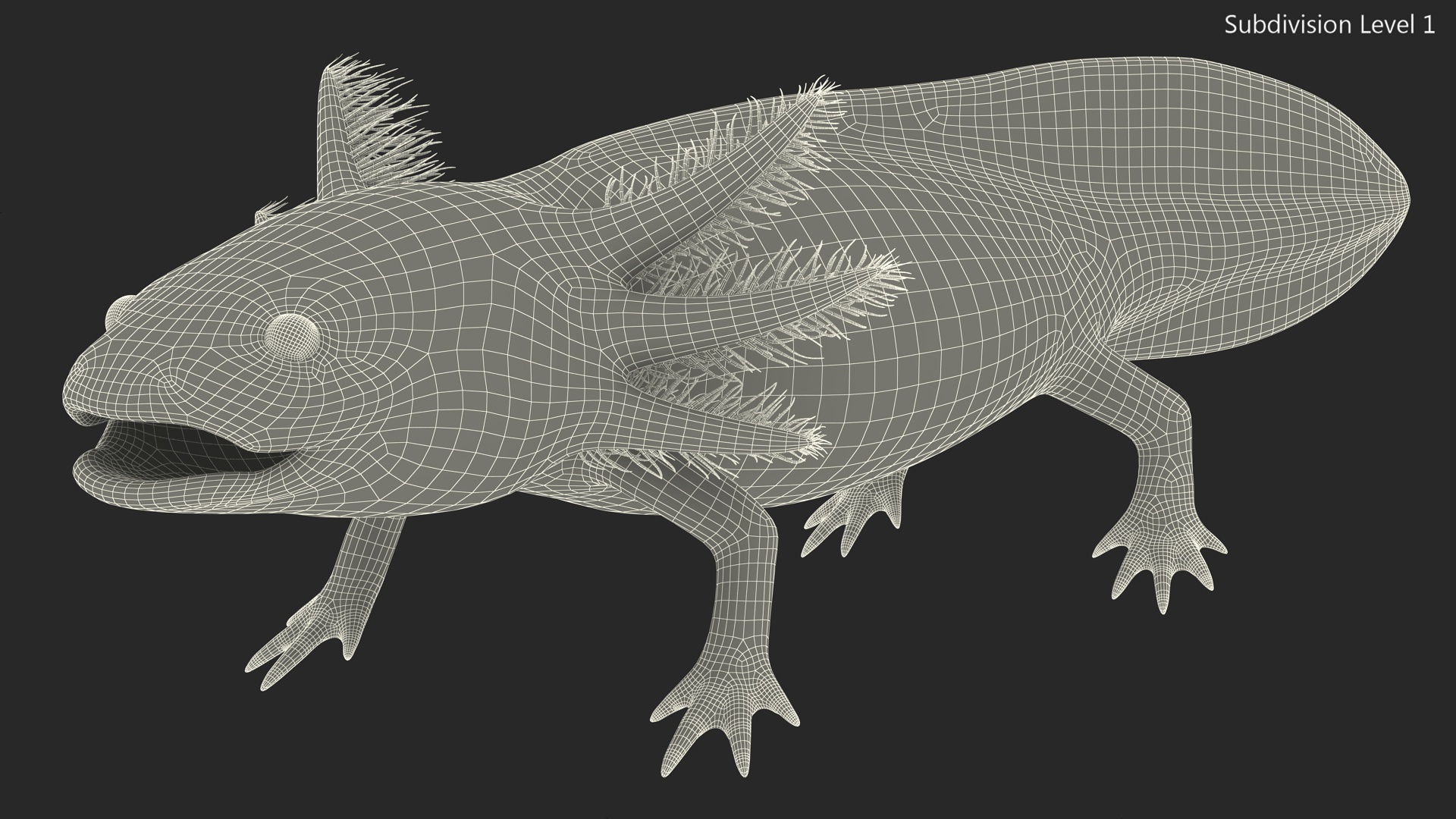 3D Albino Melanoid Axolotl model