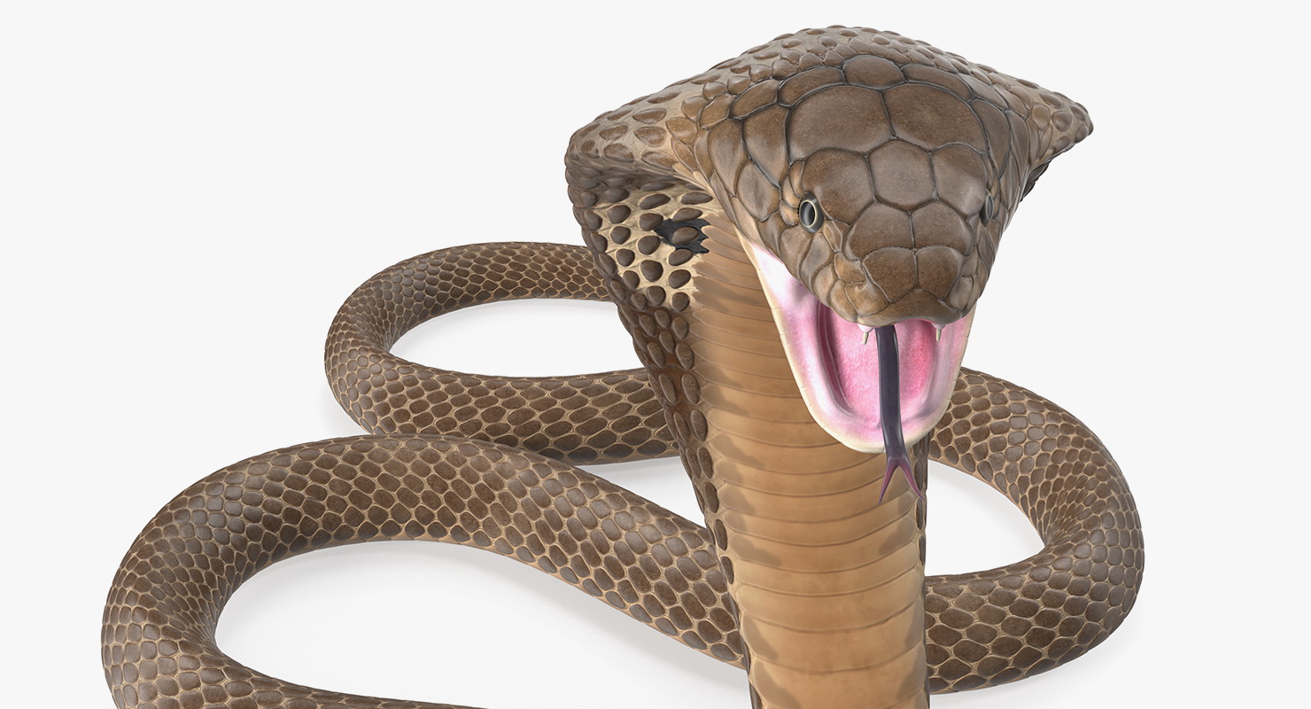 3D Beige Skin Cobra Rigged model