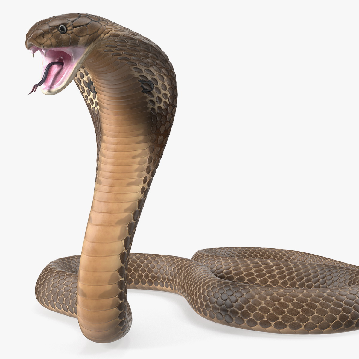 Beige Skin Cobra Rigged, view 10