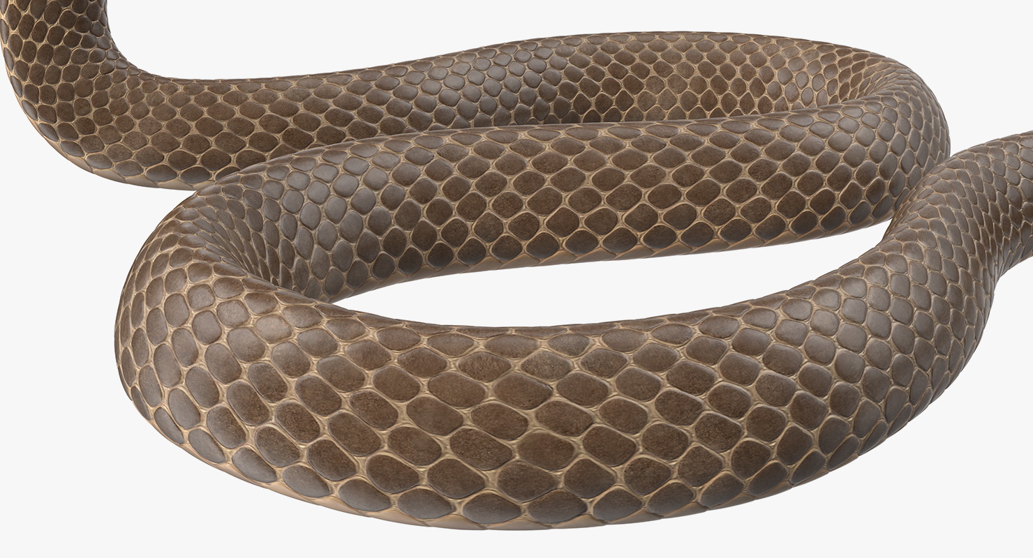 3D Beige Skin Cobra Rigged model