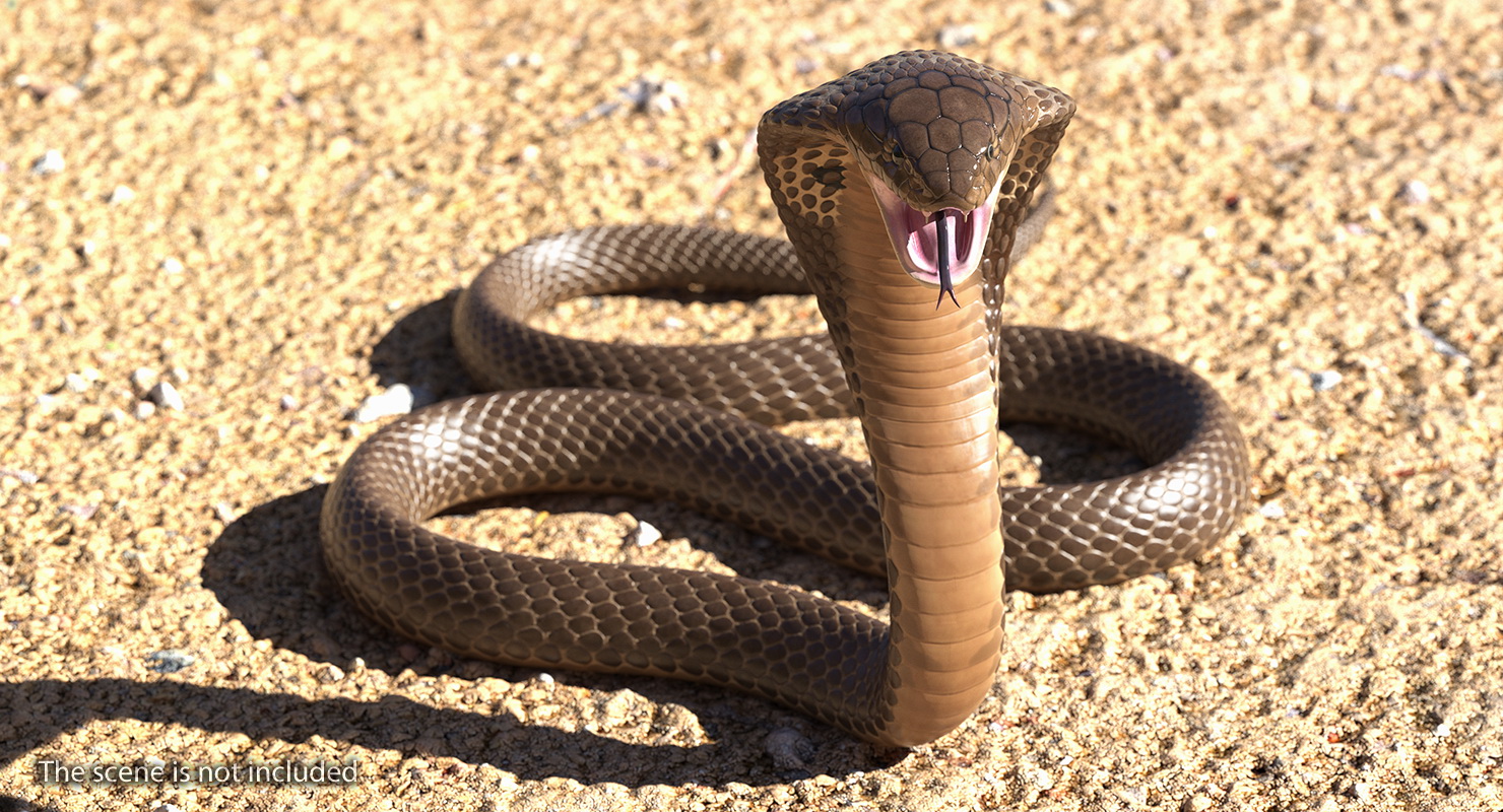 3D Beige Skin Cobra Rigged model