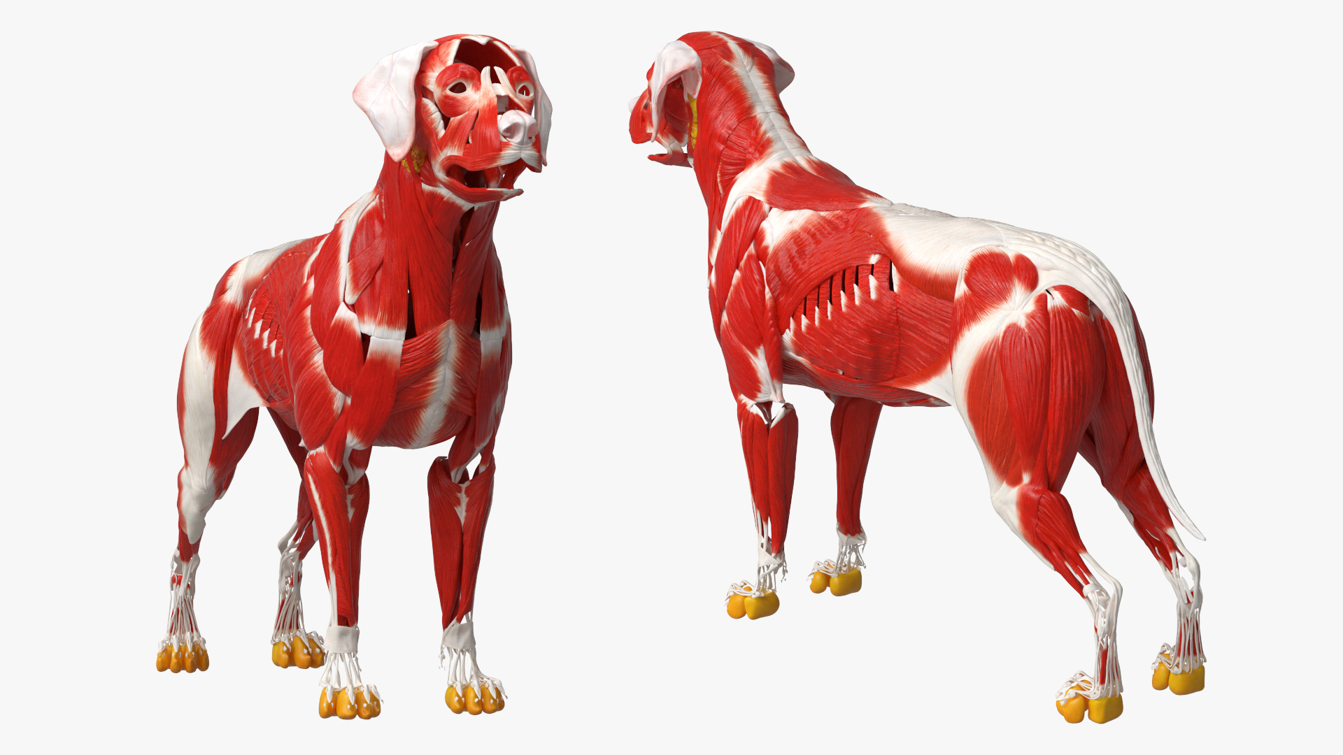 Dog Muscle Structure Detailed Anatomy Full - view 4