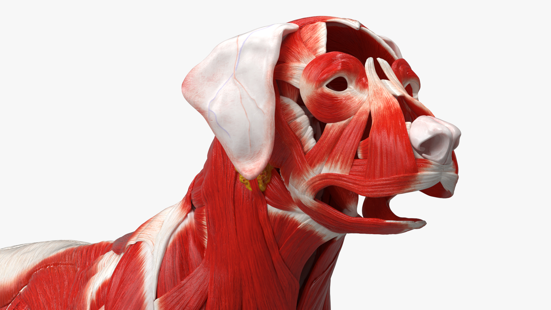 Dog Muscle Structure Detailed Anatomy Full - view 8