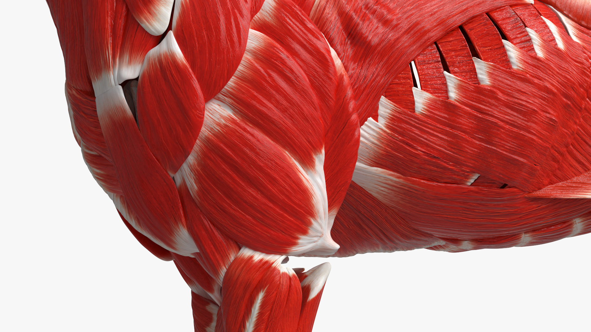Dog Muscle Structure Detailed Anatomy Full - view 7