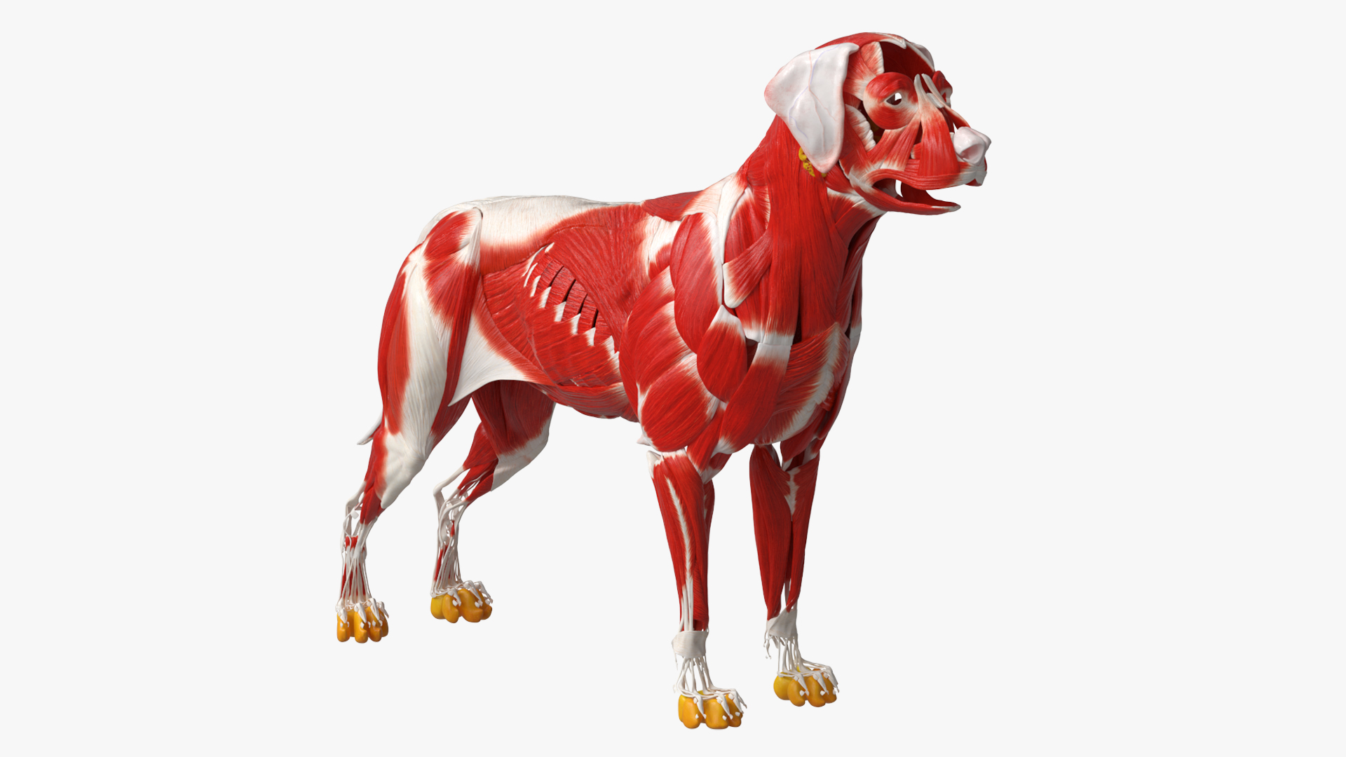 Dog Muscle Structure Detailed Anatomy Full - view 2
