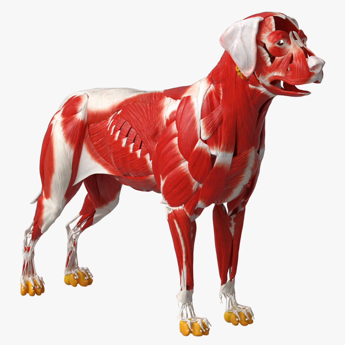 Dog Muscle Structure Detailed Anatomy Full 3D model preview