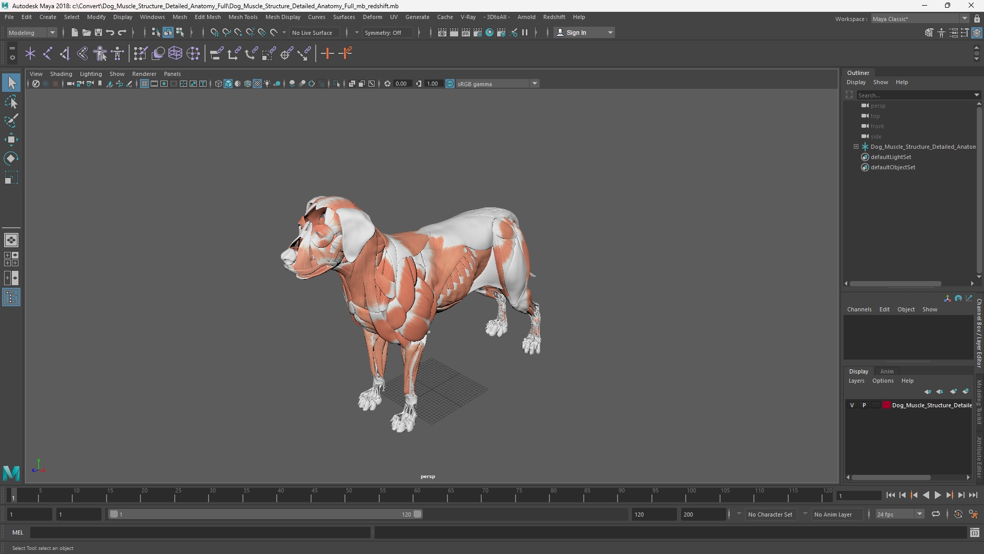 Dog Muscle Structure Detailed Anatomy Full - view 11