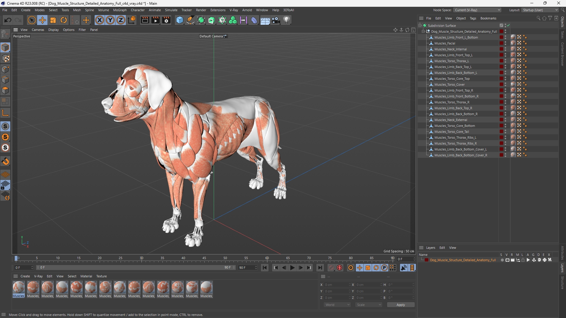 Dog Muscle Structure Detailed Anatomy Full - view 12