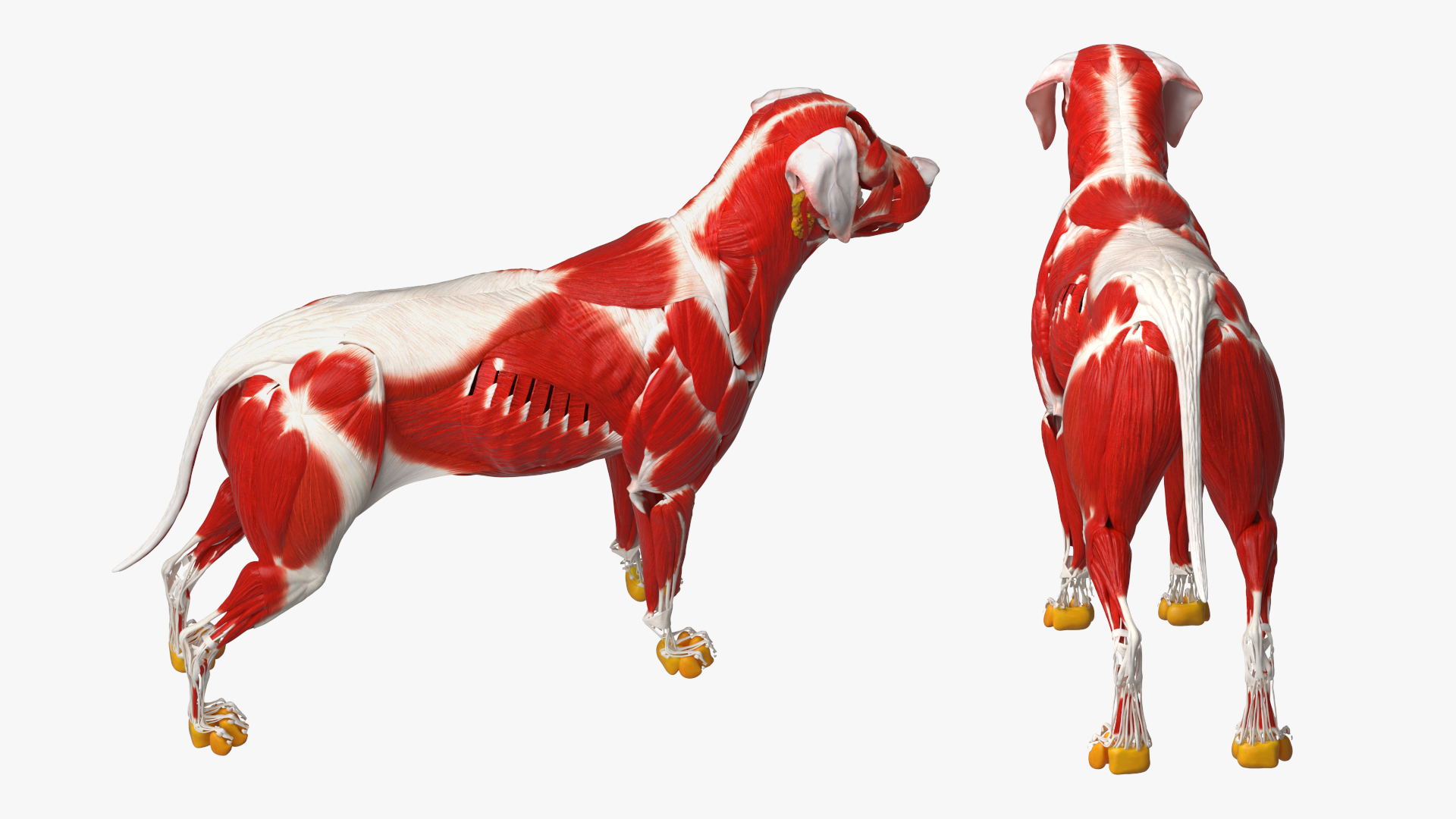 Dog Muscle Structure Detailed Anatomy Full - view 5