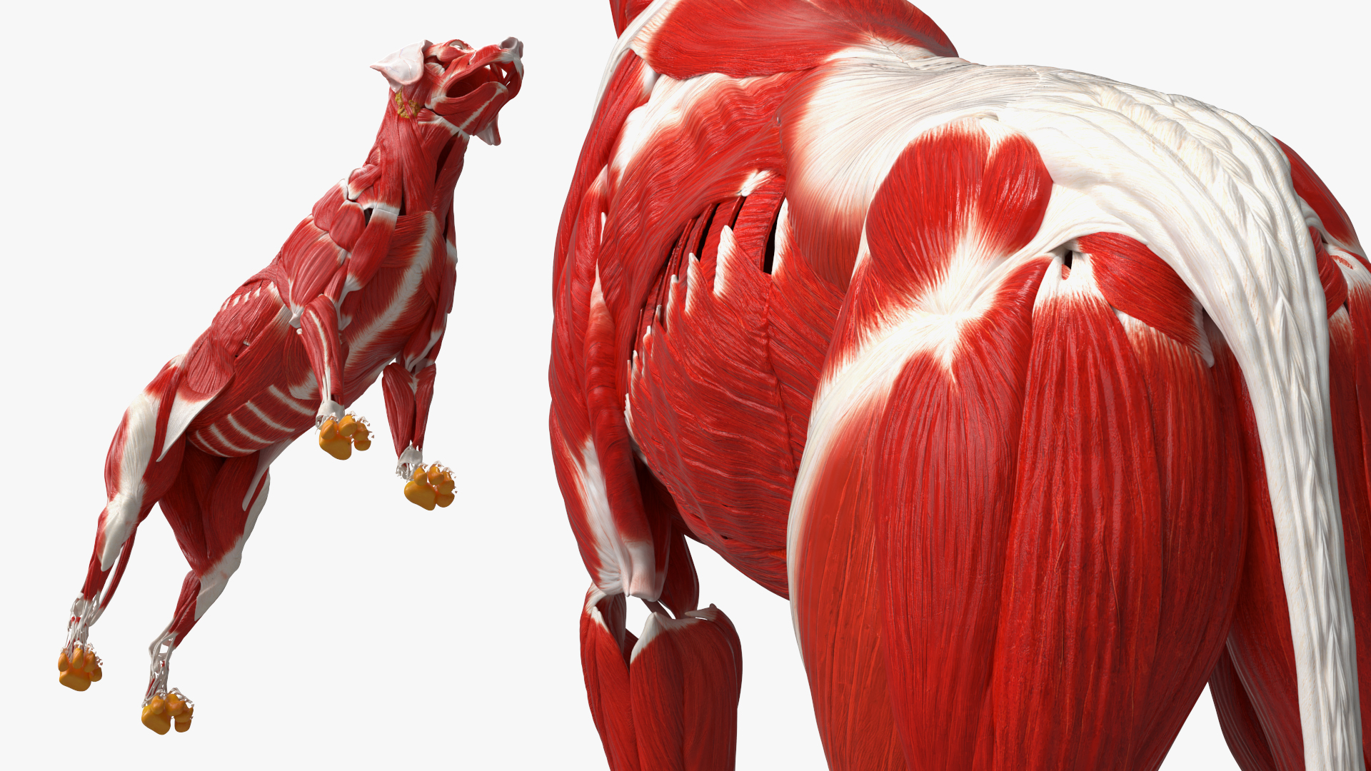 Dog Muscle Structure Detailed Anatomy Full - view 6