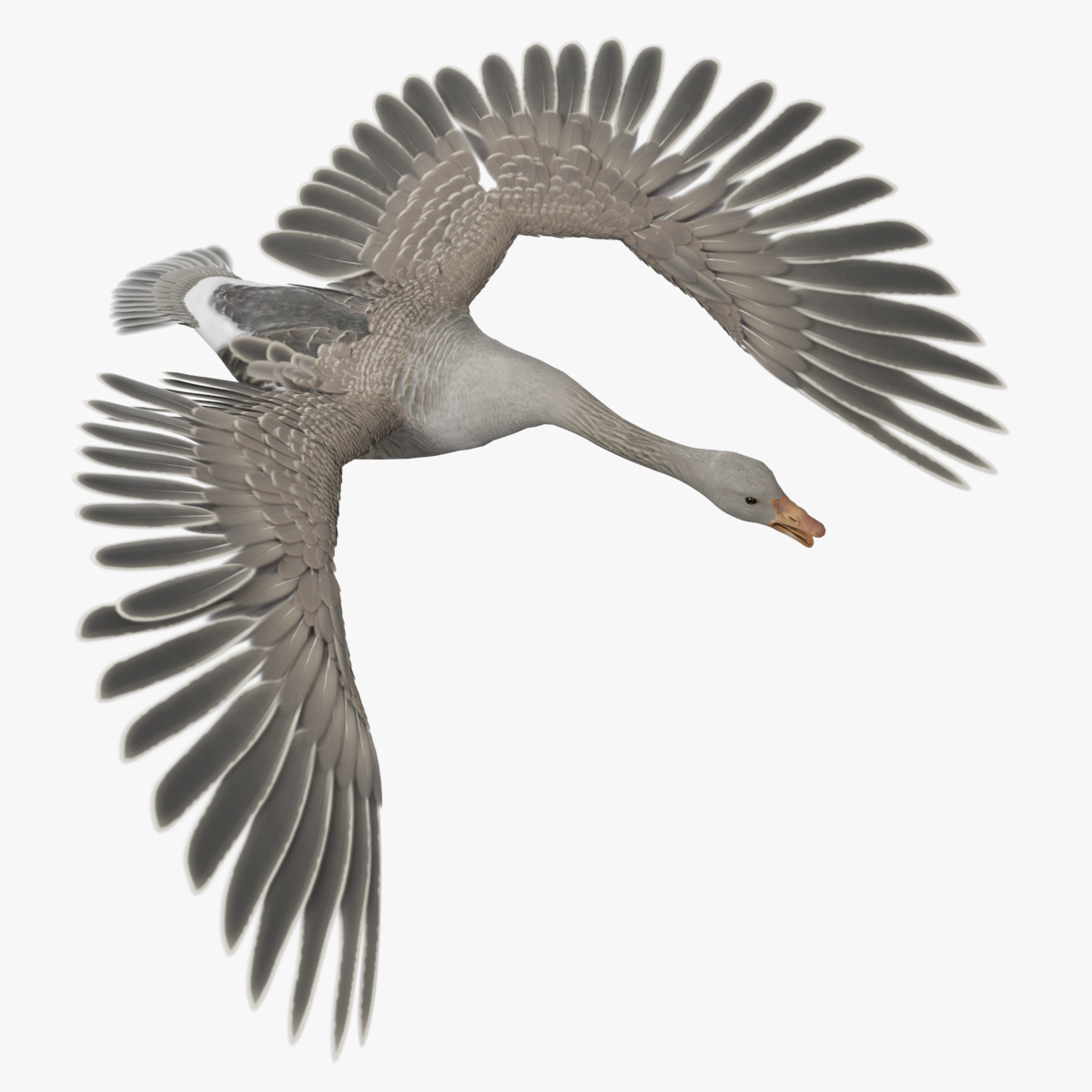 Domestic Goose with Spread Wings Gray Rigged