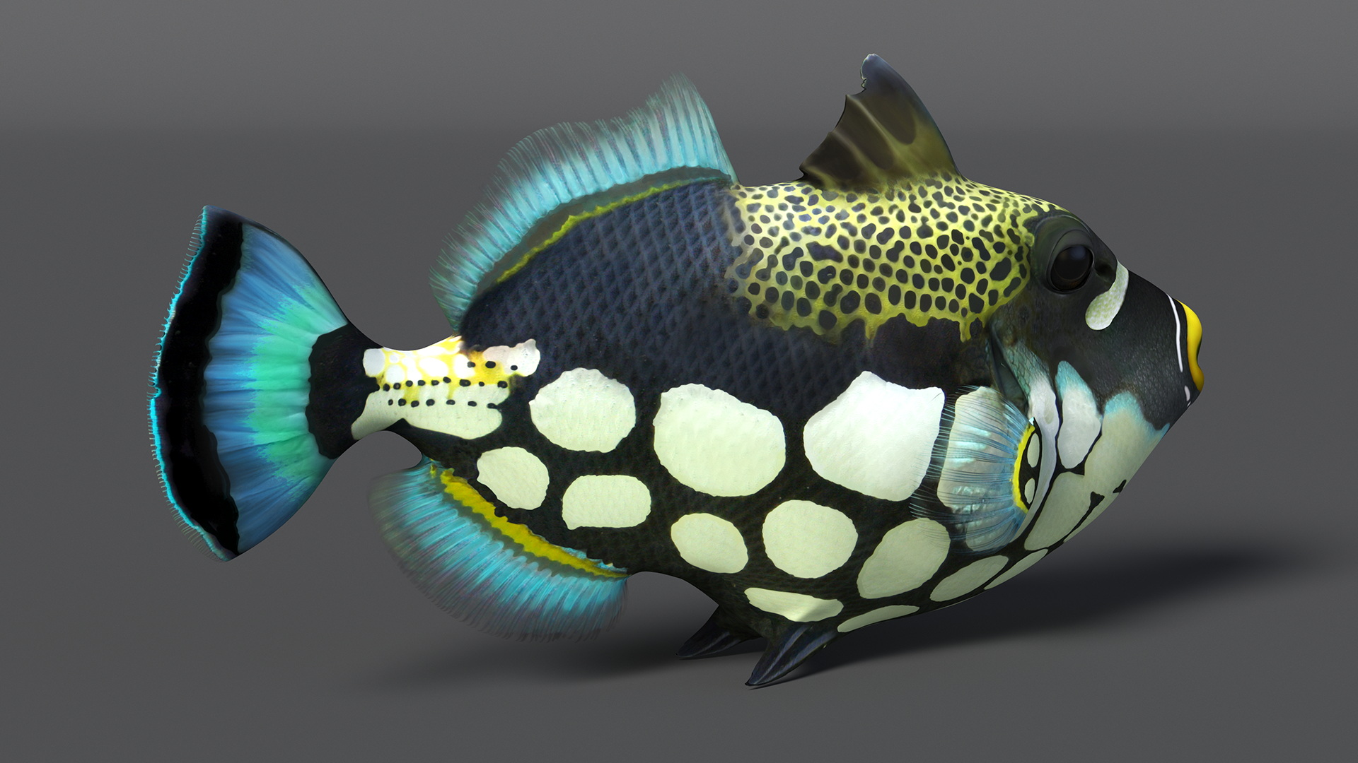 3D Balistoides Conspicillum or Bigspotted Triggerfish Rigged for Cinema 4D