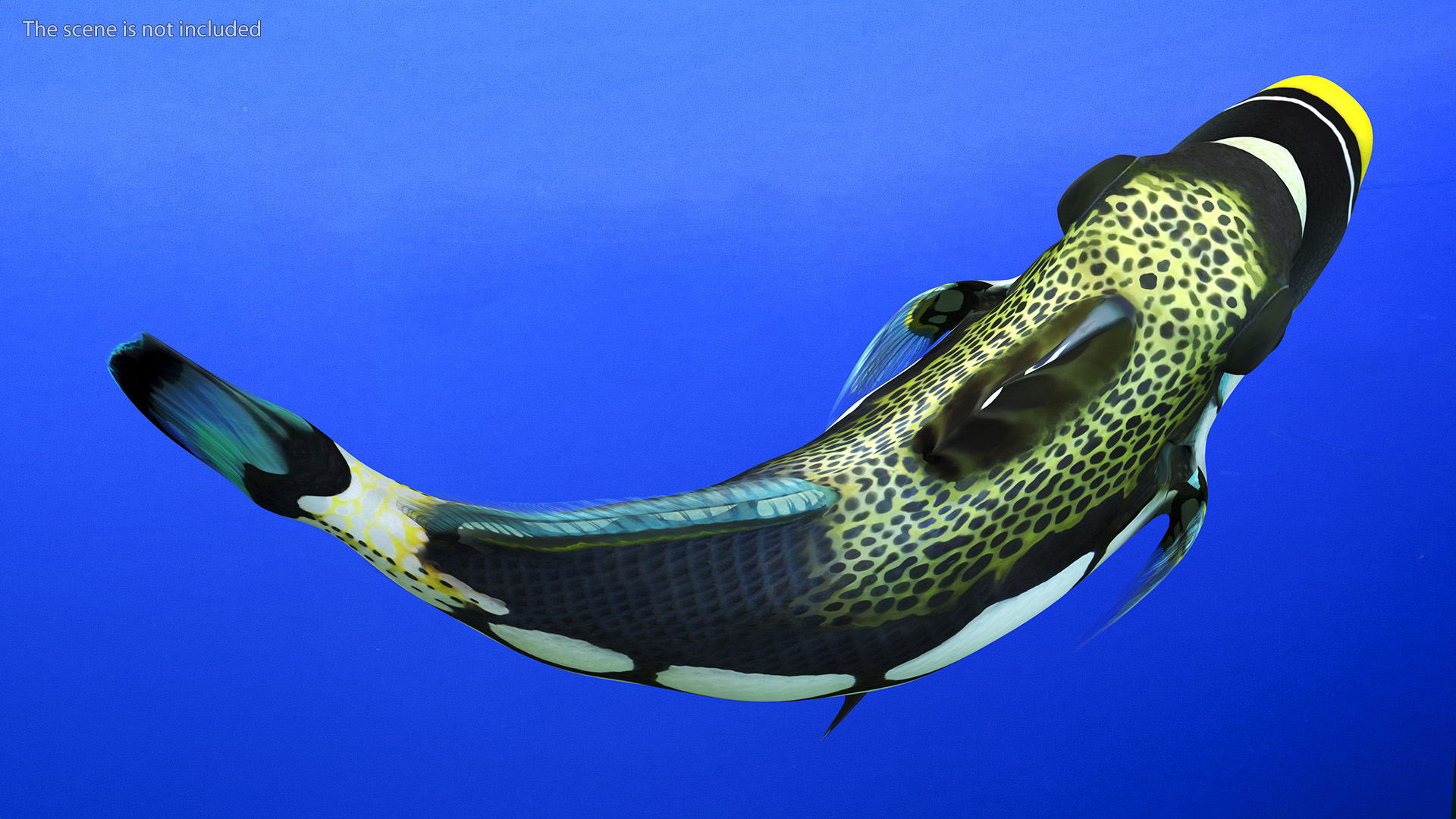 3D Balistoides Conspicillum or Bigspotted Triggerfish Rigged for Cinema 4D