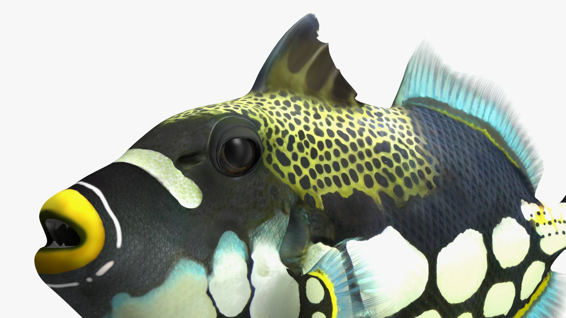 3D Balistoides Conspicillum or Bigspotted Triggerfish Rigged for Cinema 4D