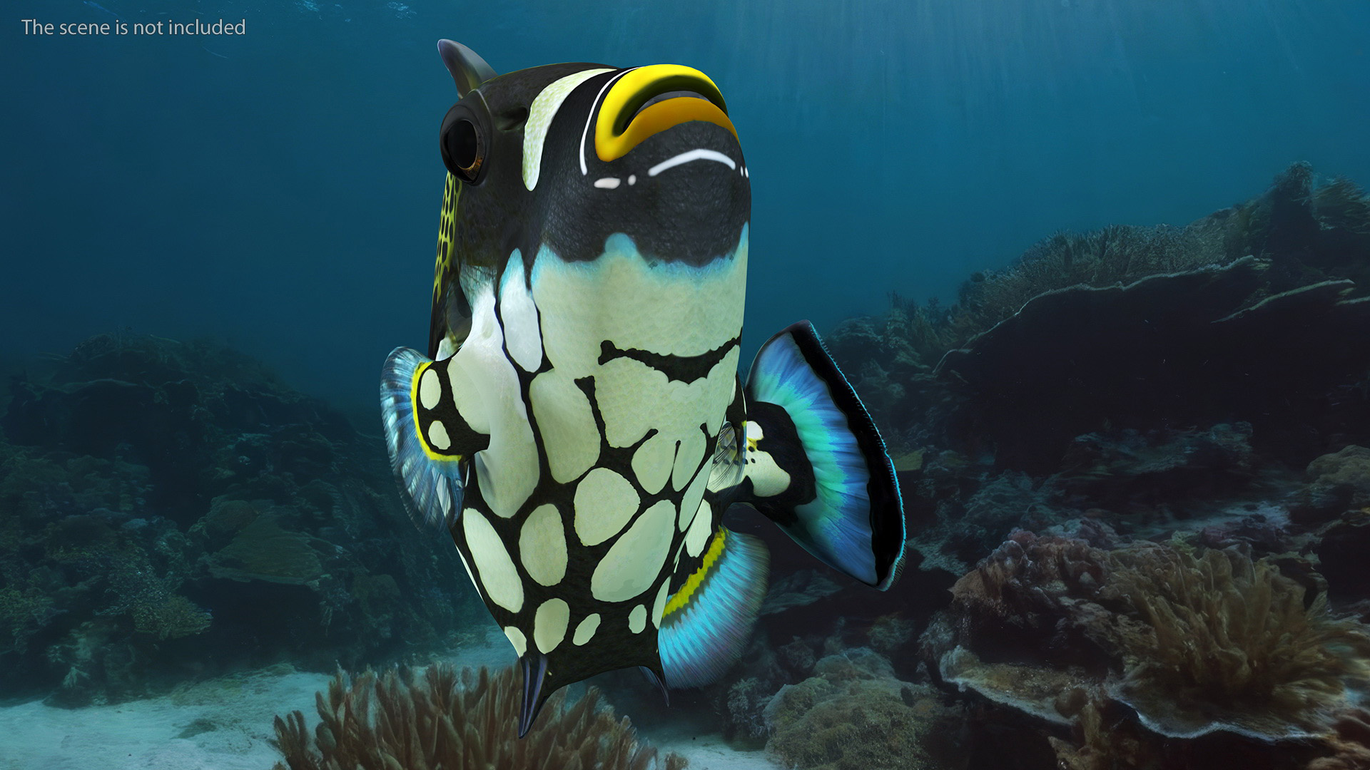3D Balistoides Conspicillum or Bigspotted Triggerfish Rigged for Cinema 4D