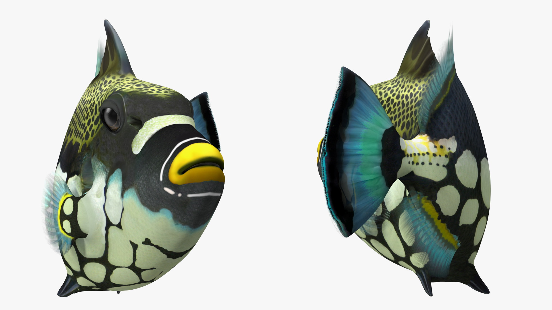 3D Balistoides Conspicillum or Bigspotted Triggerfish Rigged for Cinema 4D