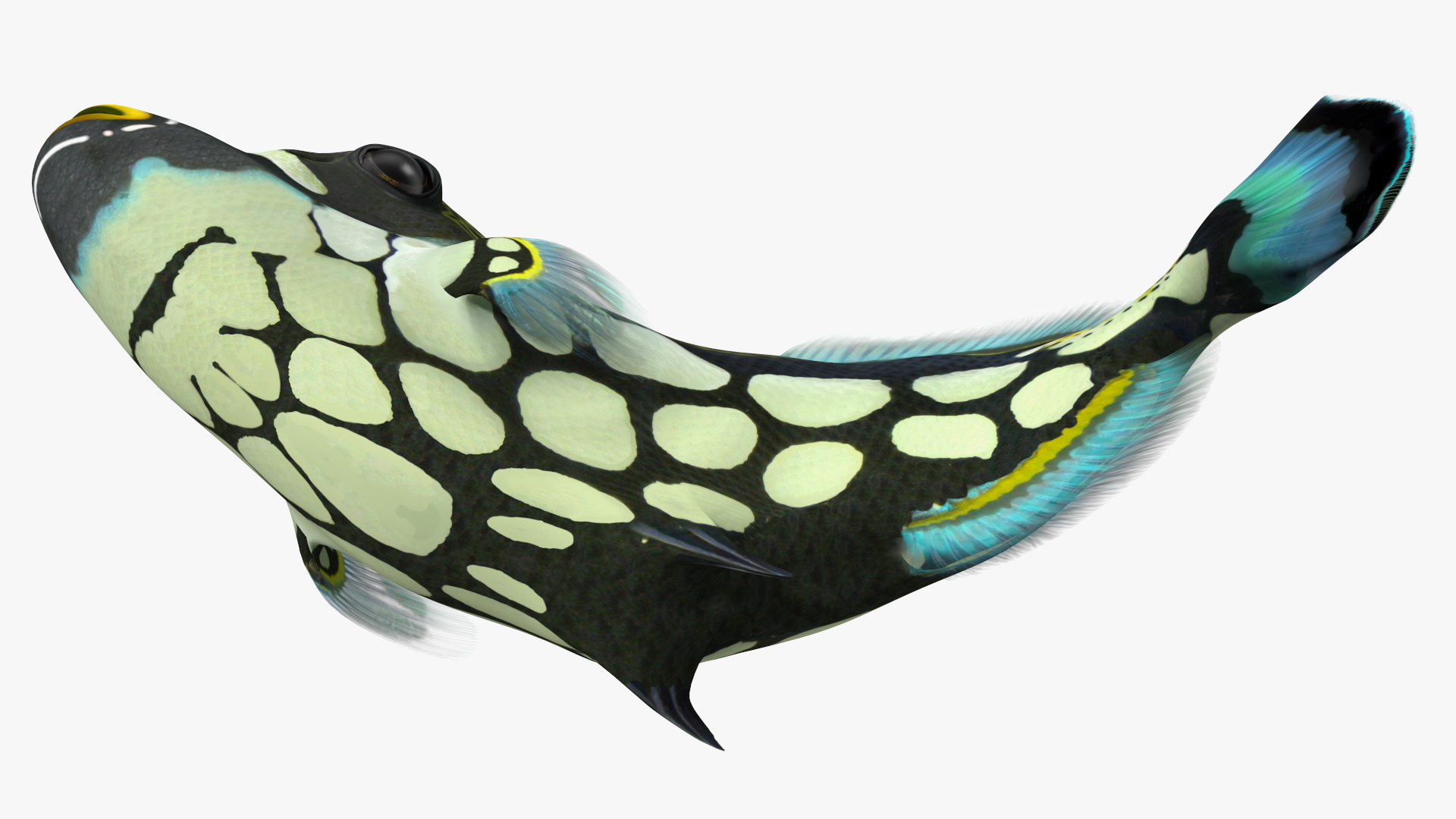 3D Balistoides Conspicillum or Bigspotted Triggerfish Rigged for Cinema 4D