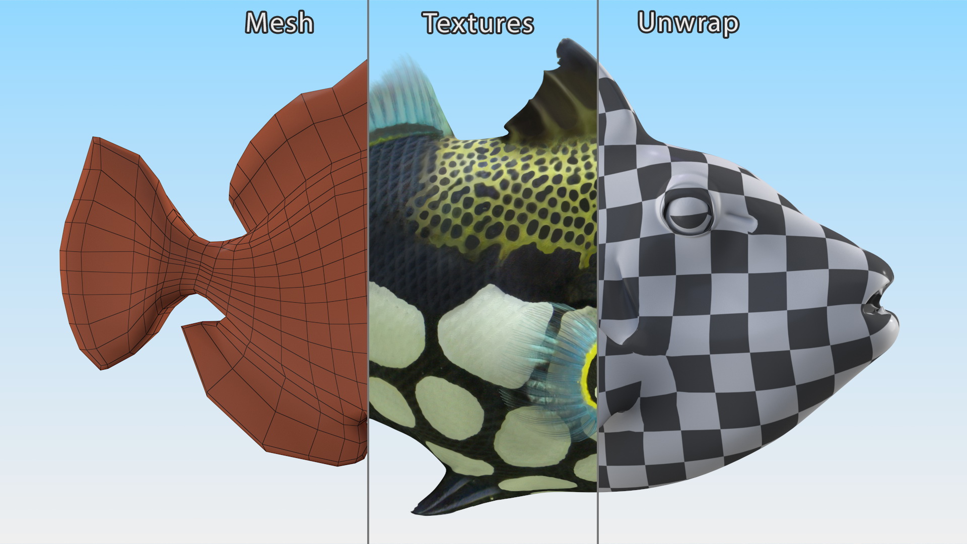 3D Balistoides Conspicillum or Bigspotted Triggerfish Rigged for Cinema 4D