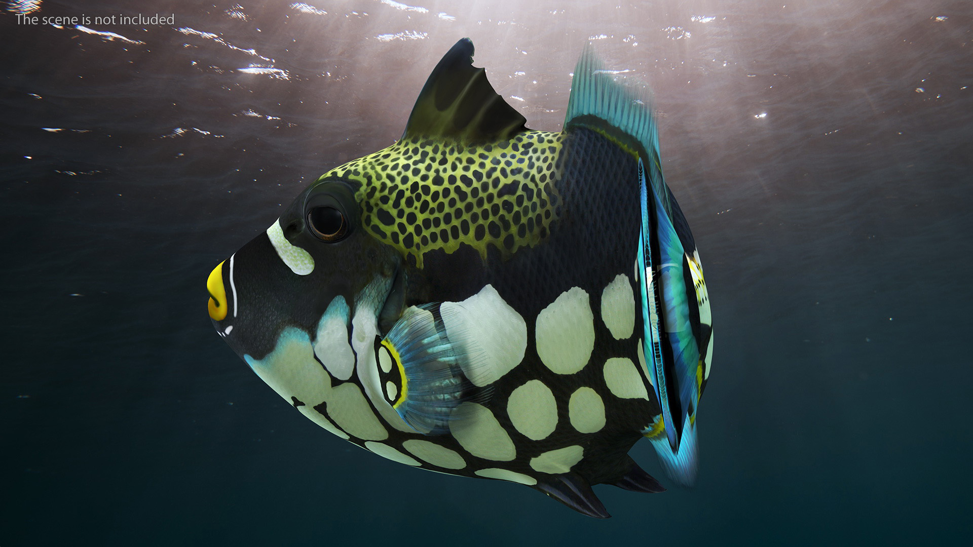 3D Balistoides Conspicillum or Bigspotted Triggerfish Rigged for Cinema 4D
