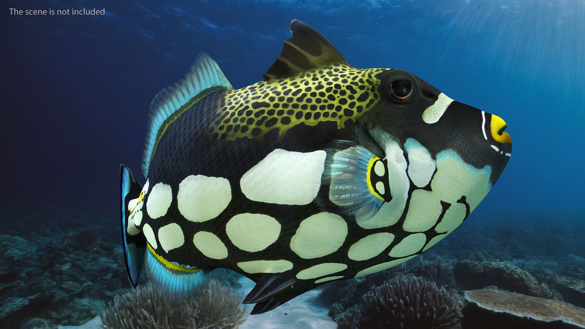 3D Balistoides Conspicillum or Bigspotted Triggerfish Rigged for Cinema 4D