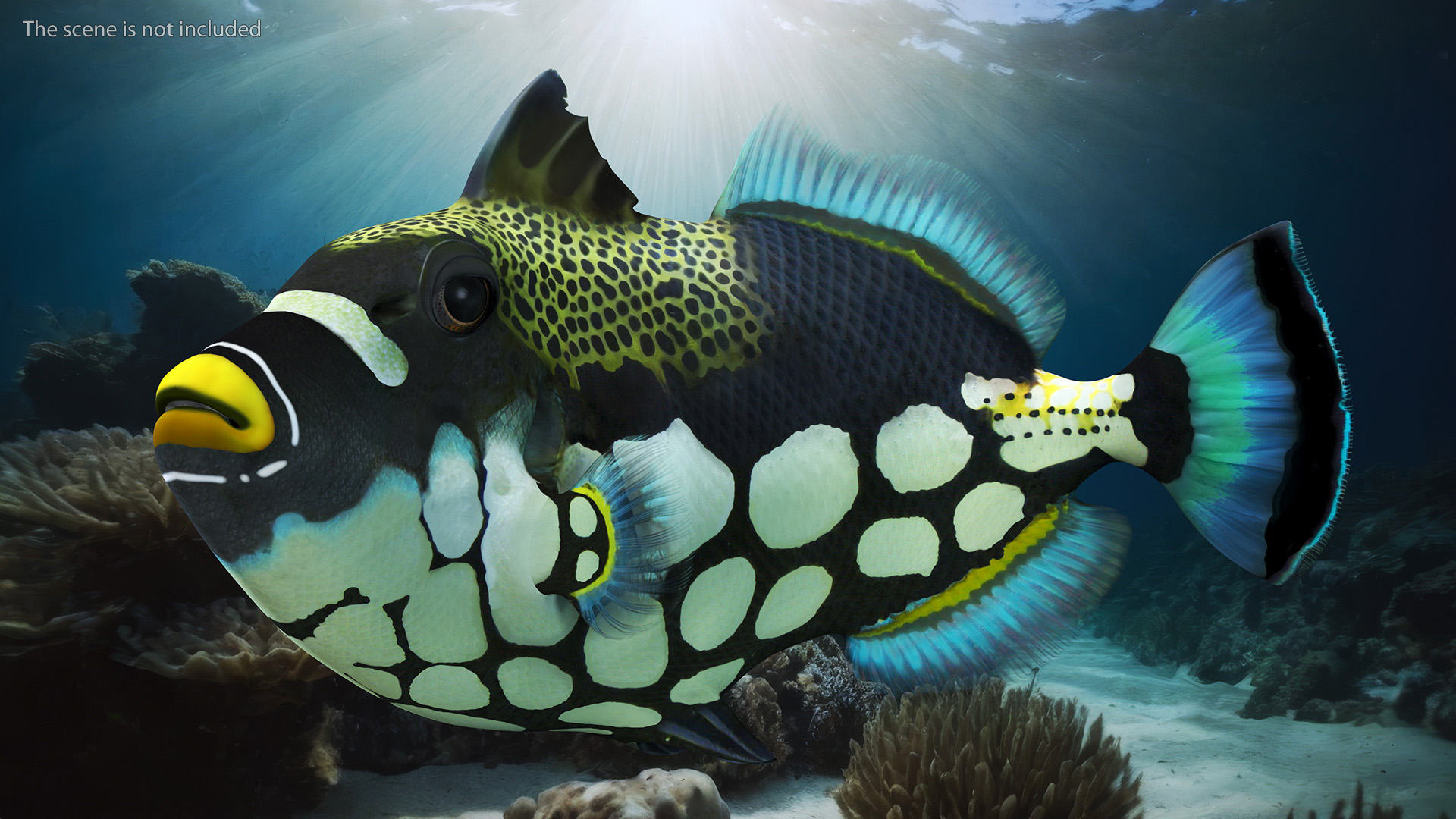 3D Balistoides Conspicillum or Bigspotted Triggerfish Rigged for Cinema 4D