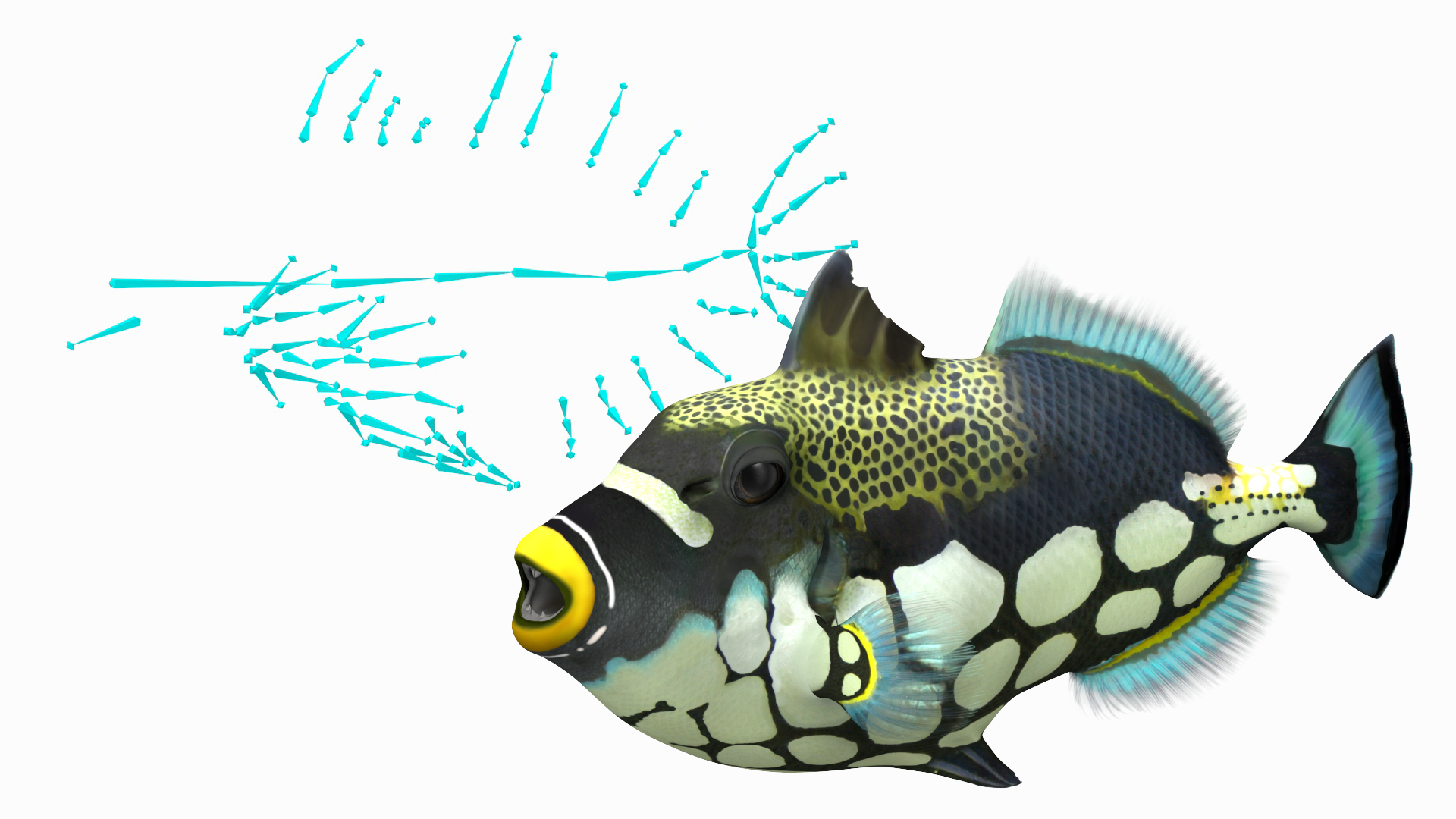 3D Balistoides Conspicillum or Bigspotted Triggerfish Rigged for Cinema 4D