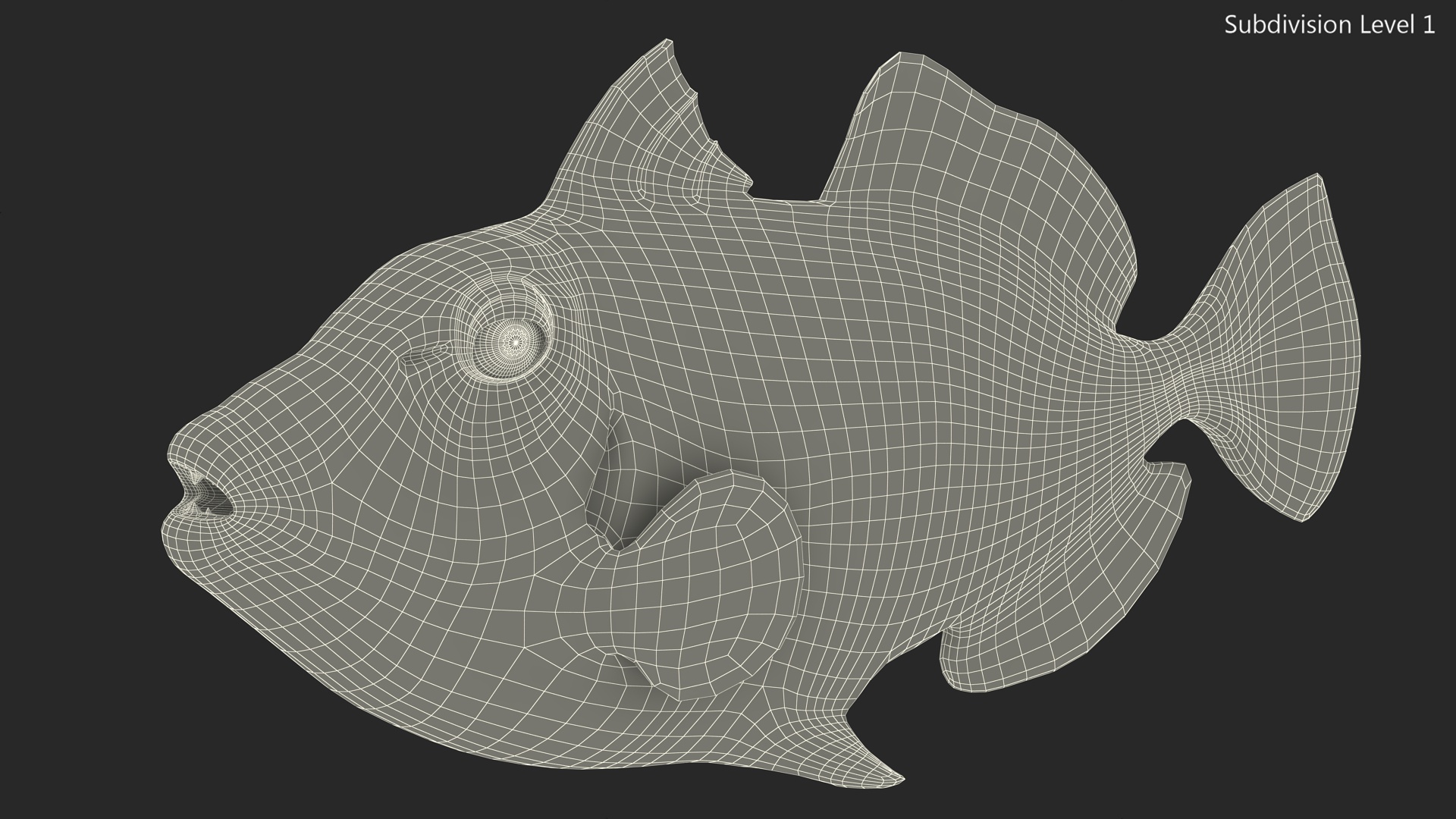 3D Balistoides Conspicillum or Bigspotted Triggerfish Rigged for Cinema 4D