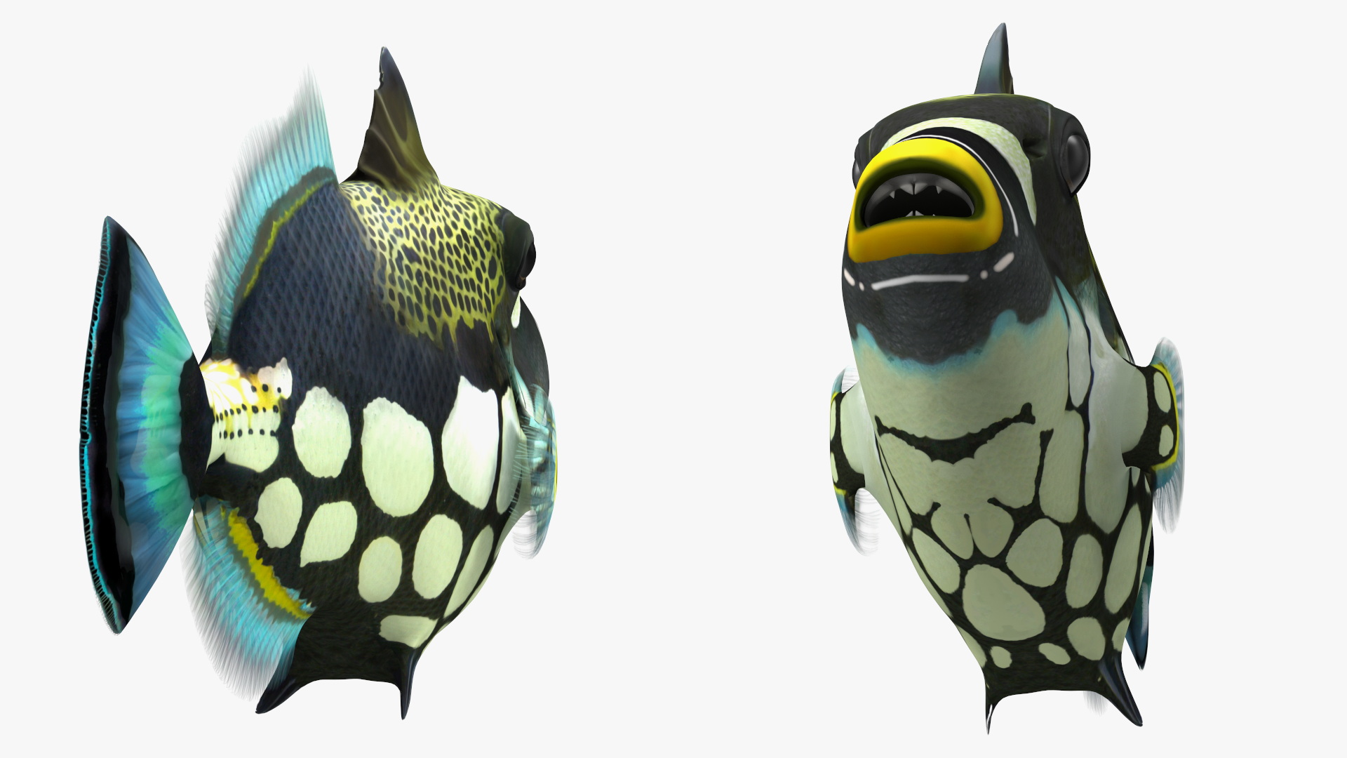 3D Balistoides Conspicillum or Bigspotted Triggerfish Rigged for Cinema 4D