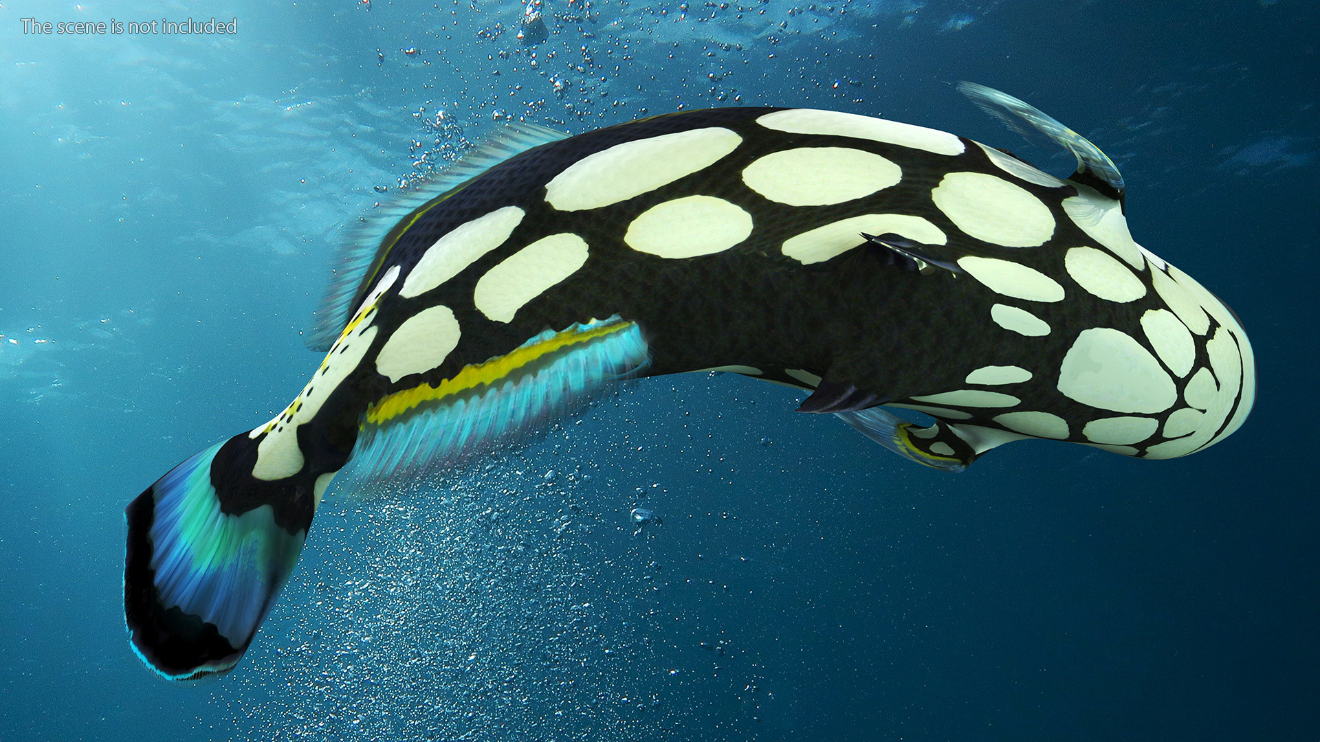 3D Balistoides Conspicillum or Bigspotted Triggerfish Rigged for Cinema 4D
