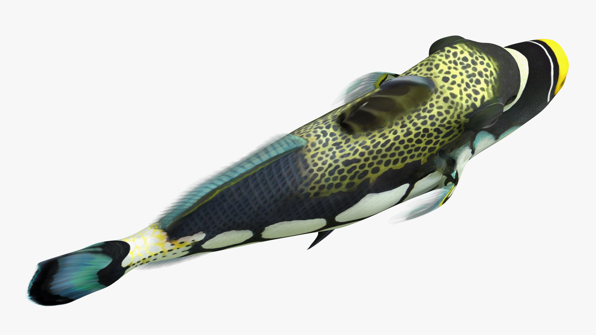 3D Balistoides Conspicillum or Bigspotted Triggerfish Rigged for Cinema 4D