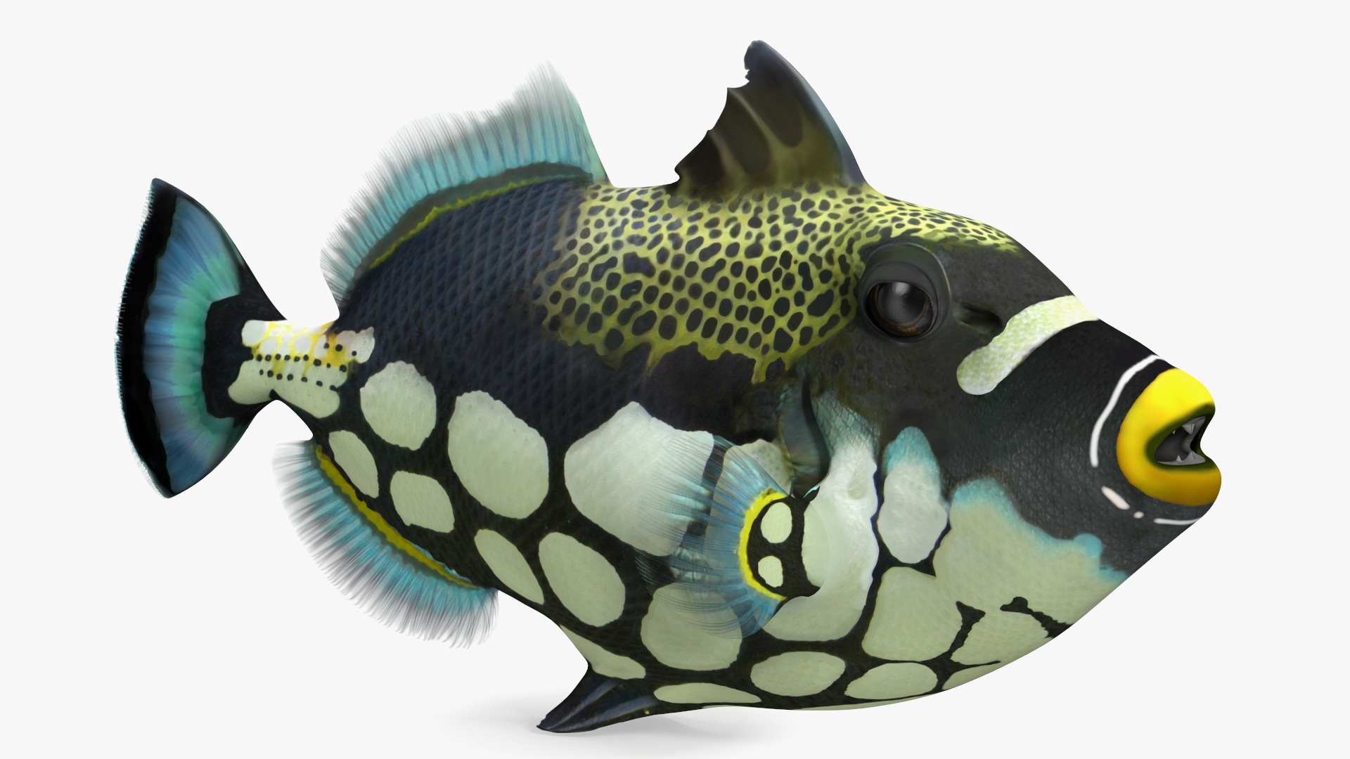 3D Balistoides Conspicillum or Bigspotted Triggerfish Rigged for Cinema 4D