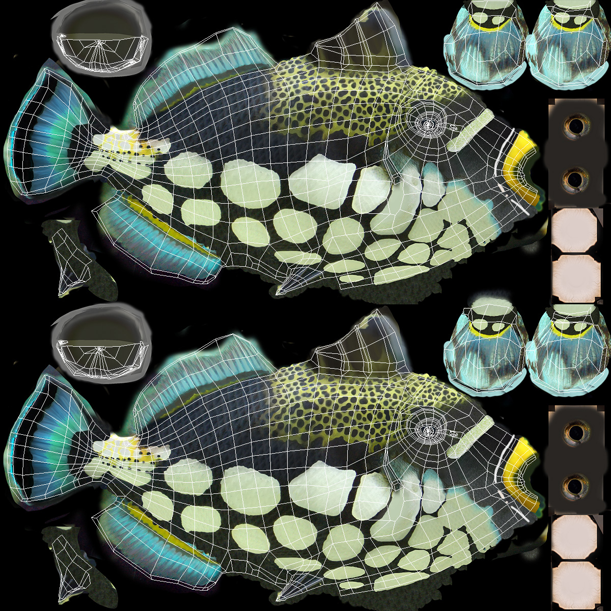 3D Balistoides Conspicillum or Bigspotted Triggerfish Rigged for Cinema 4D