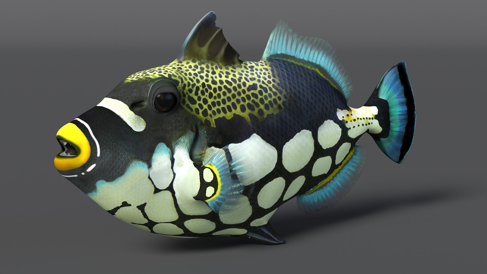 3D Balistoides Conspicillum or Bigspotted Triggerfish Rigged for Cinema 4D