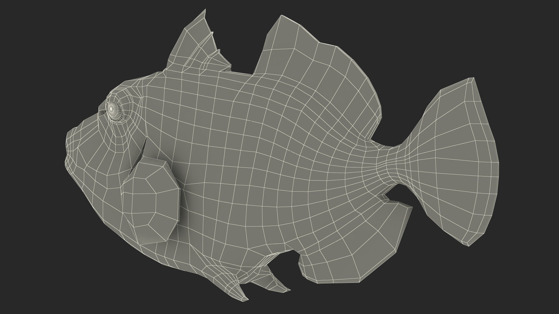 3D Balistoides Conspicillum or Bigspotted Triggerfish Rigged for Cinema 4D