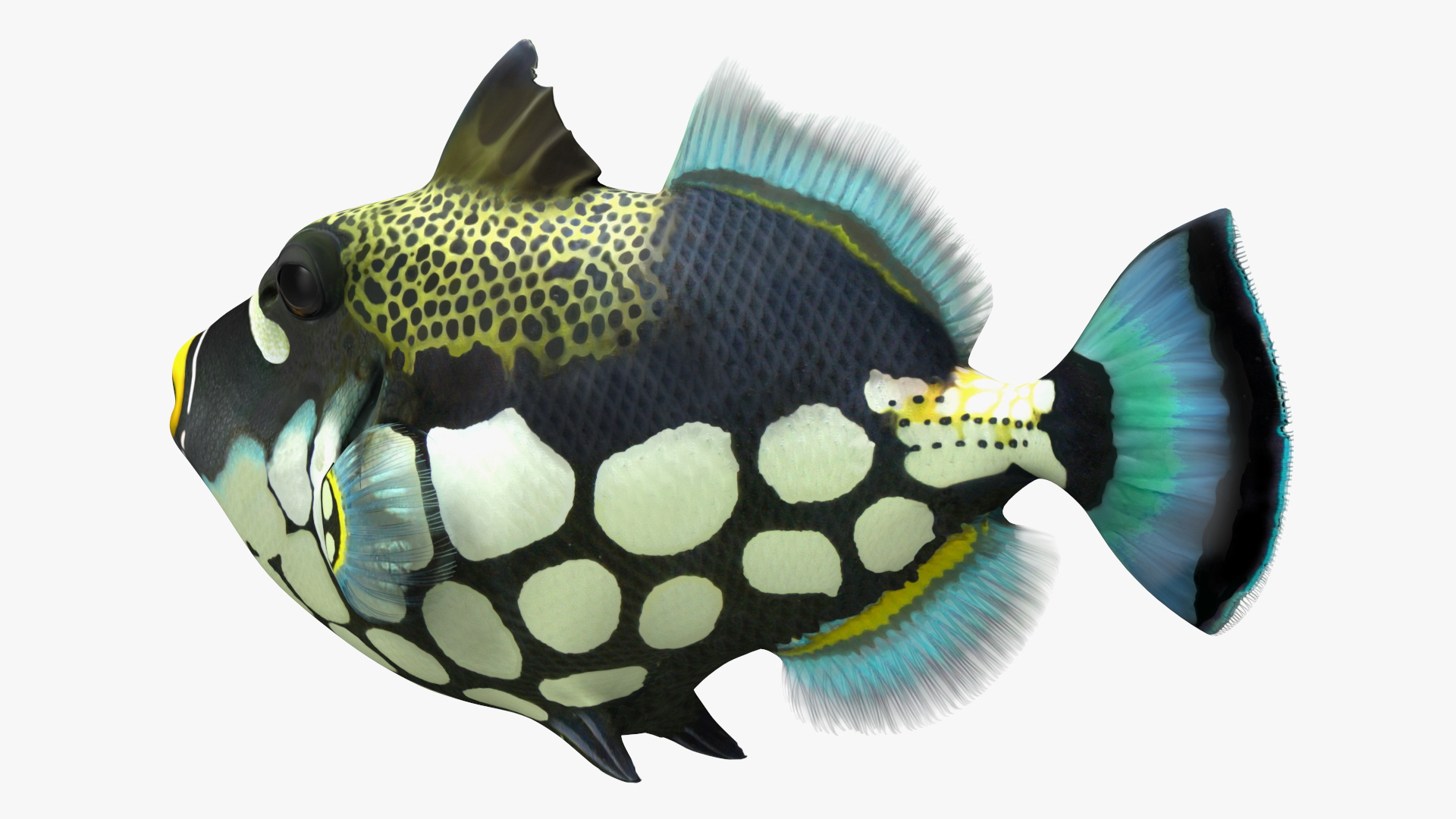 3D Balistoides Conspicillum or Bigspotted Triggerfish Rigged for Cinema 4D
