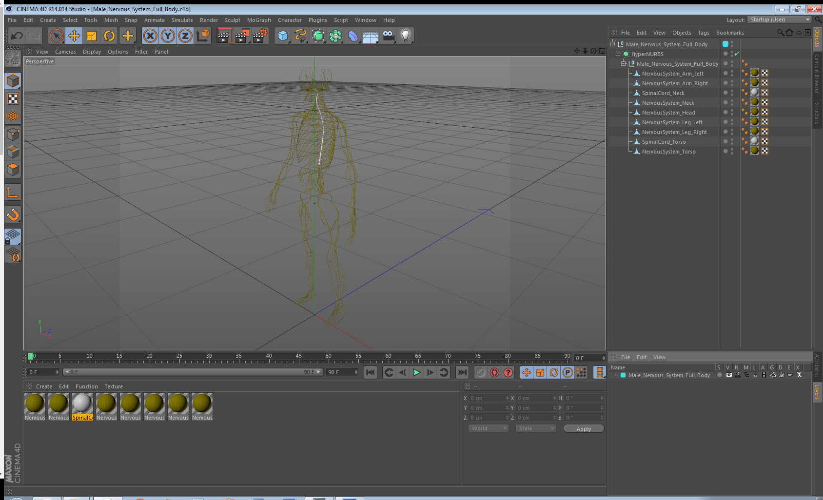 Male Nervous System Full Body 3D model