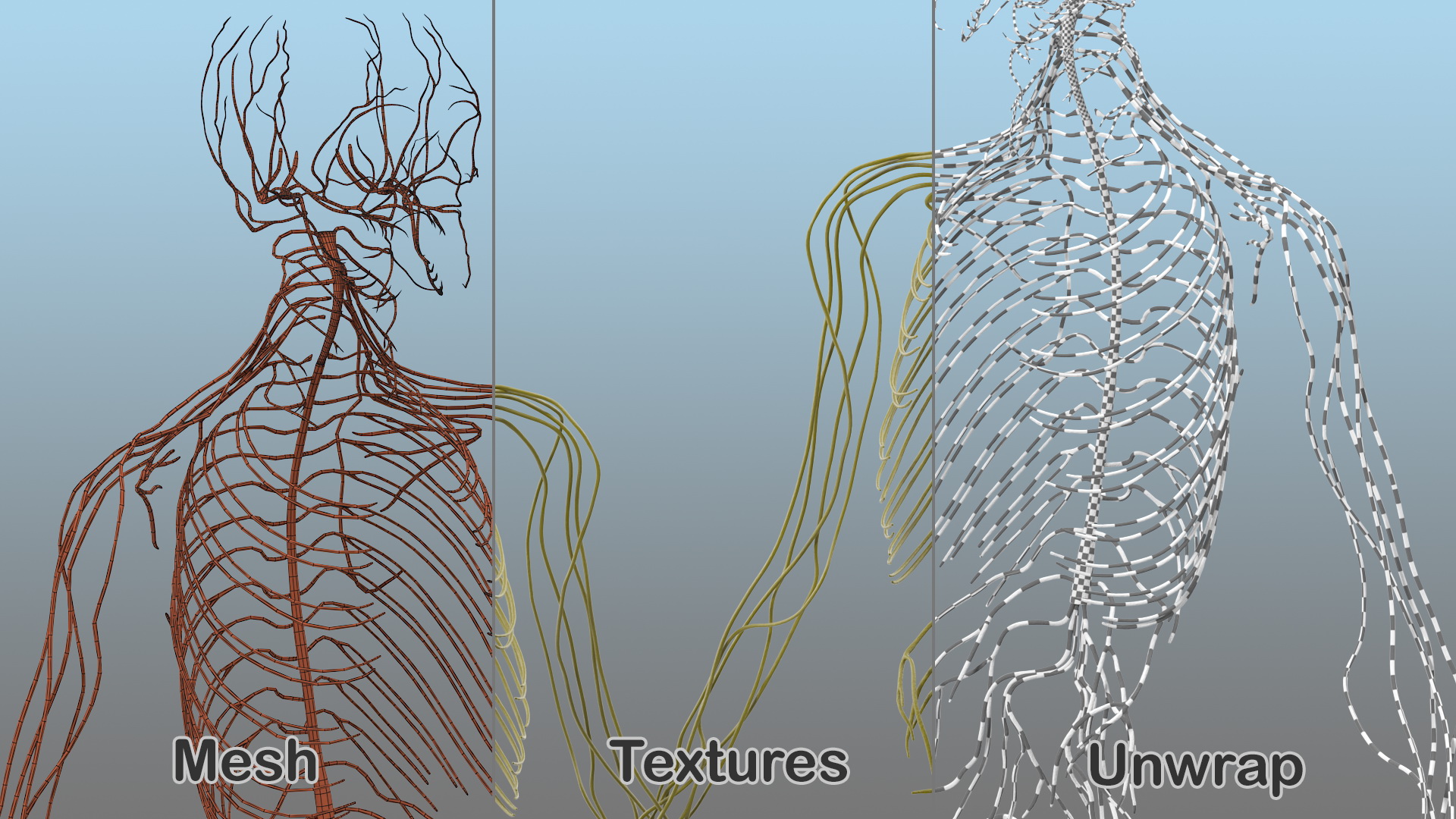 Male Nervous System Full Body 3D model
