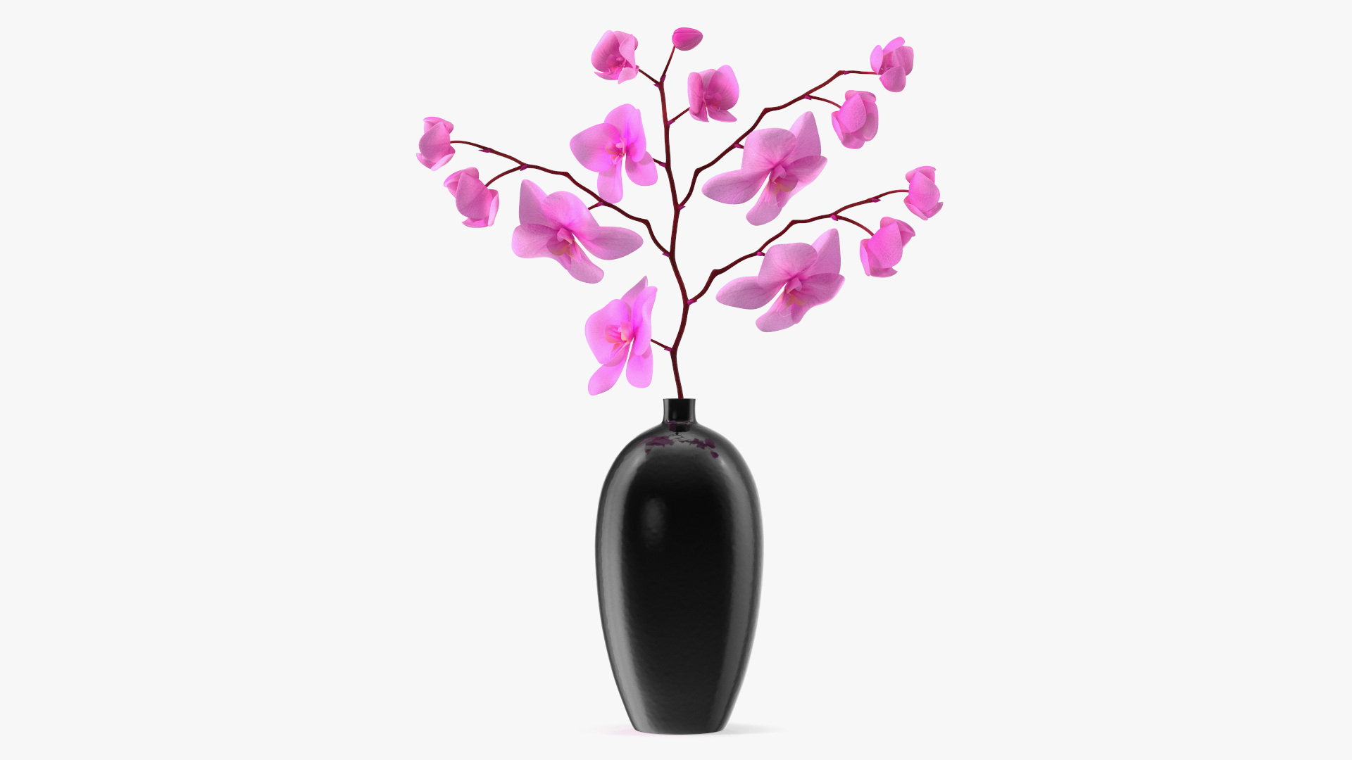 3D Pink Phalaenopsis Orchid in Black Vase model