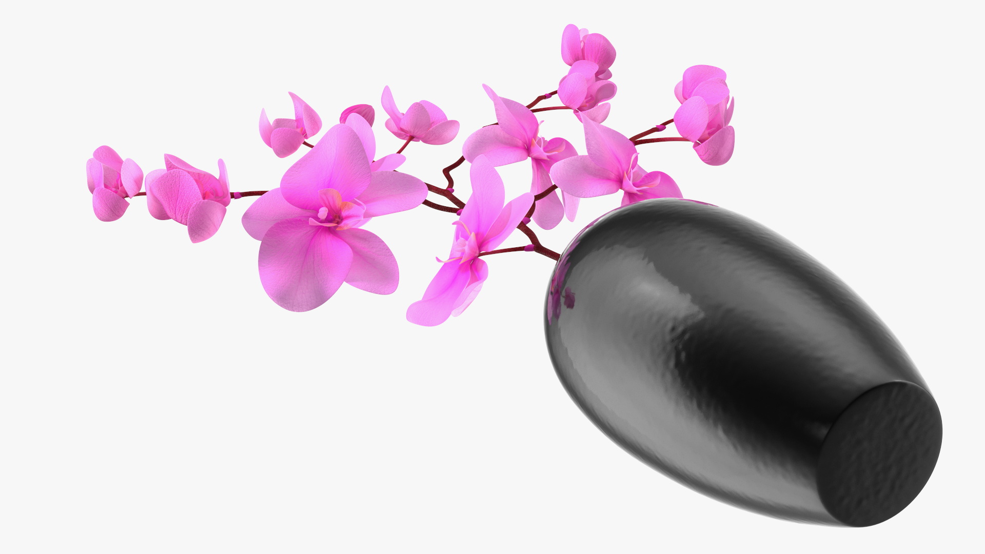 3D Pink Phalaenopsis Orchid in Black Vase model