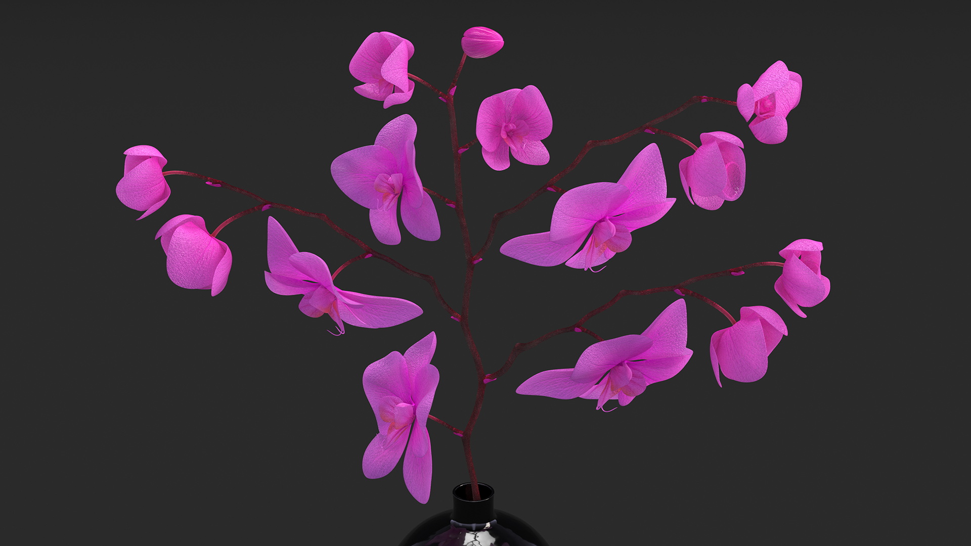 3D Pink Phalaenopsis Orchid in Black Vase model