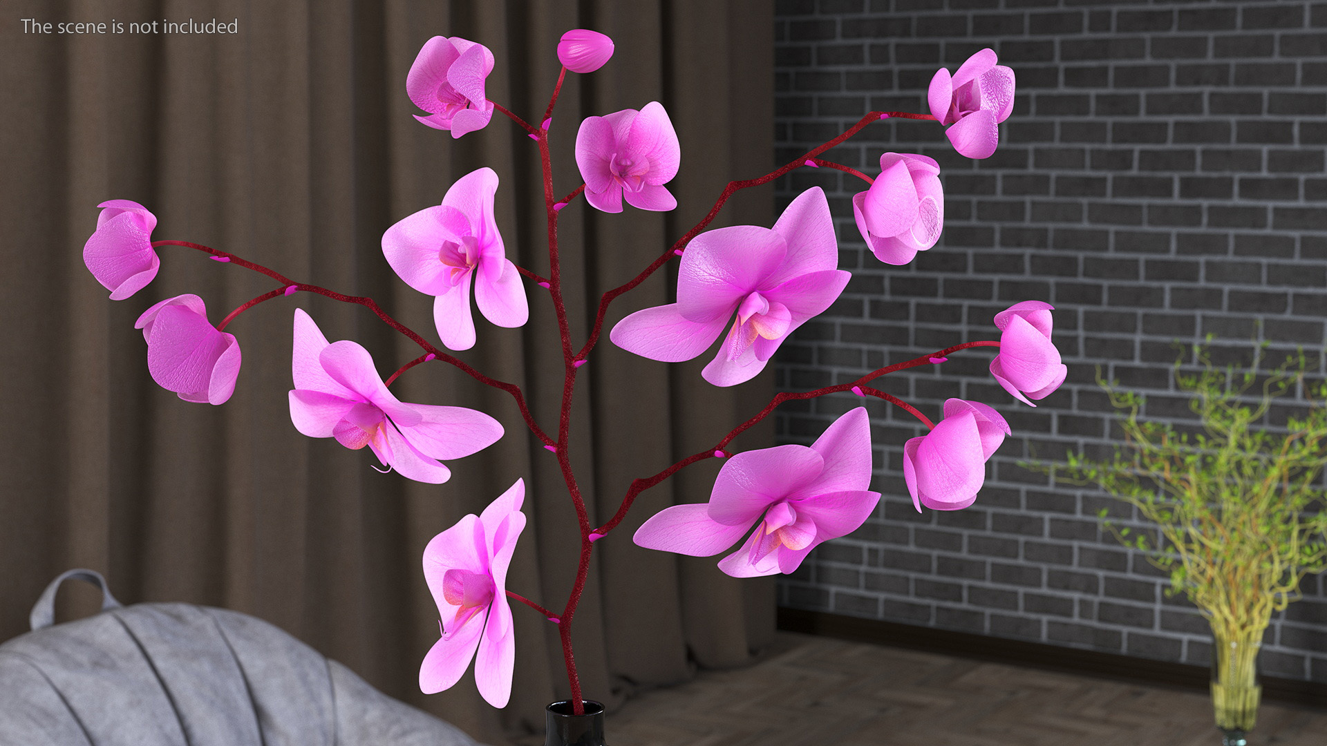 3D Pink Phalaenopsis Orchid in Black Vase model